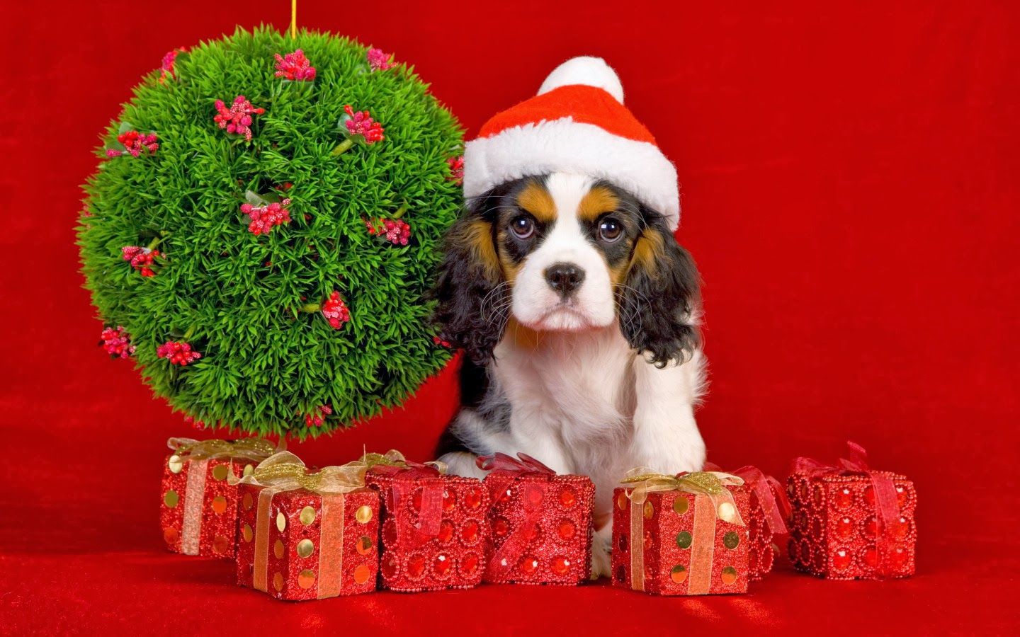 Christmas Dog Wallpaper Free Christmas Dog Background