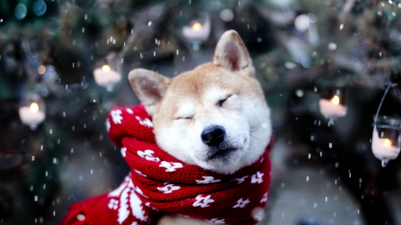 Download wallpaper 1366x768 dog, akita inu, scarf, squint, snow tablet, laptop HD background