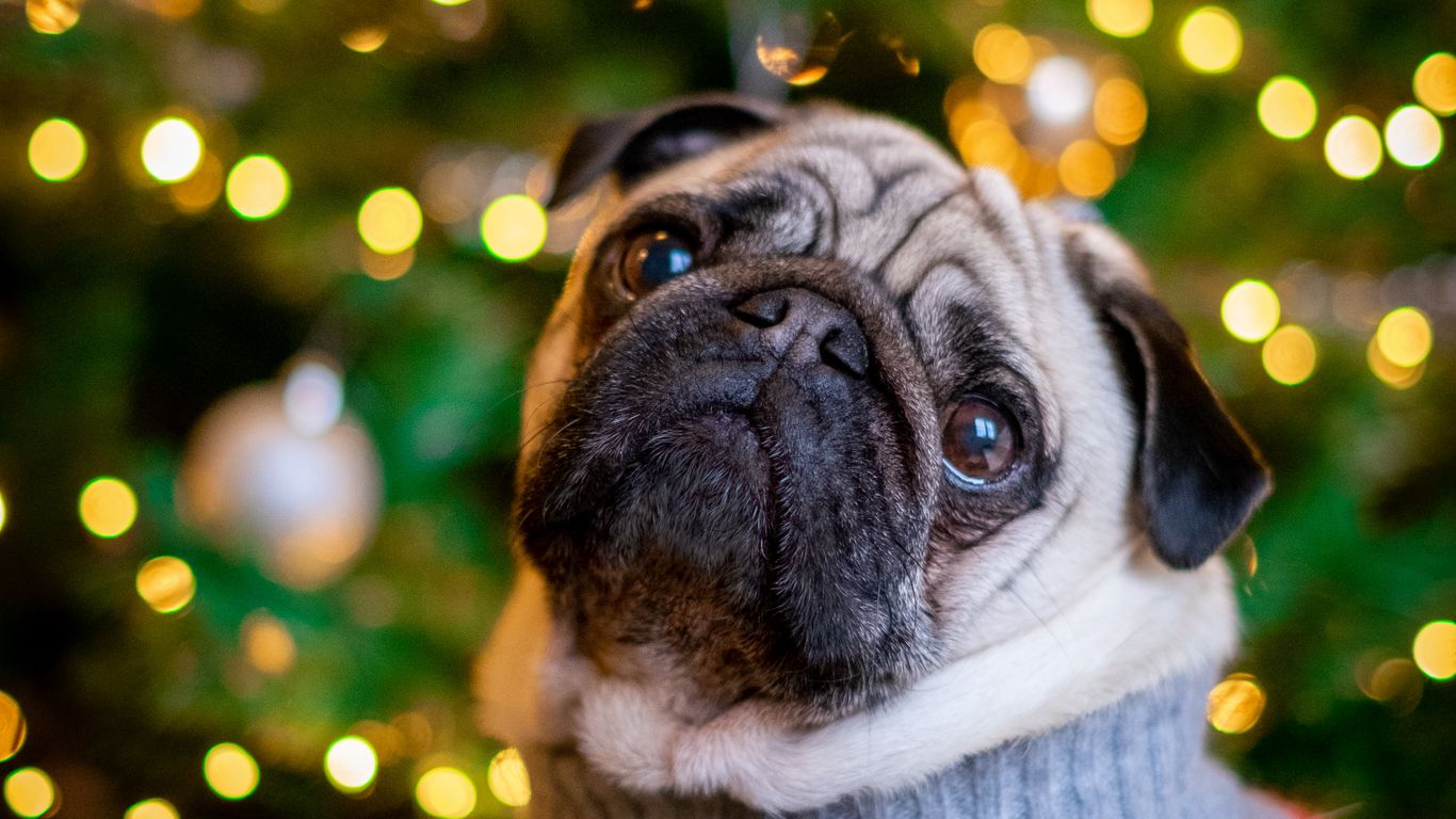 Download wallpaper 1366x768 pug, dog, cute, tree, new year tablet, laptop HD background