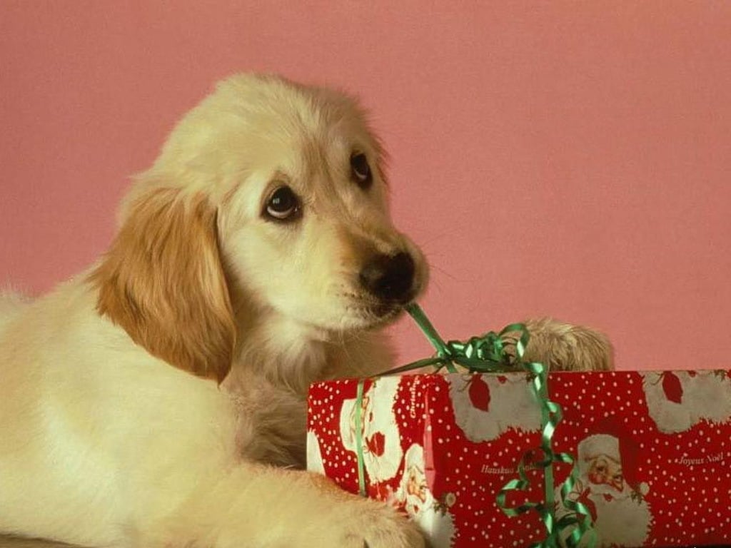 How to Keep Your Dog Safe at Christmas