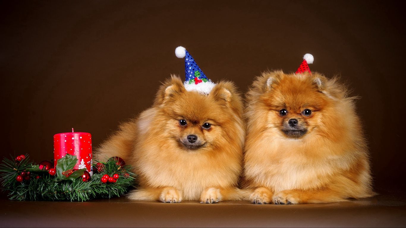 Download wallpaper 1366x768 puppies, couple, new year, outfit, christmas tablet, laptop HD background