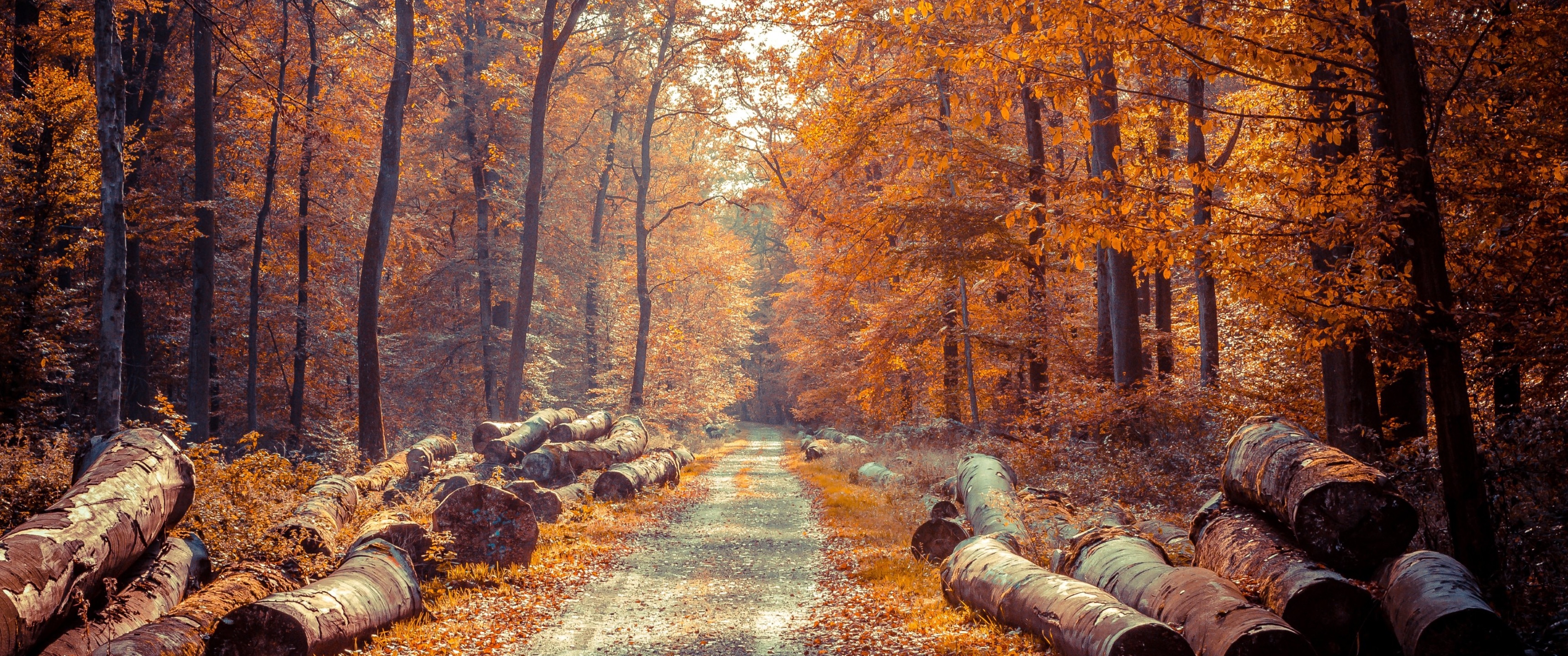 Fall Wallpaper