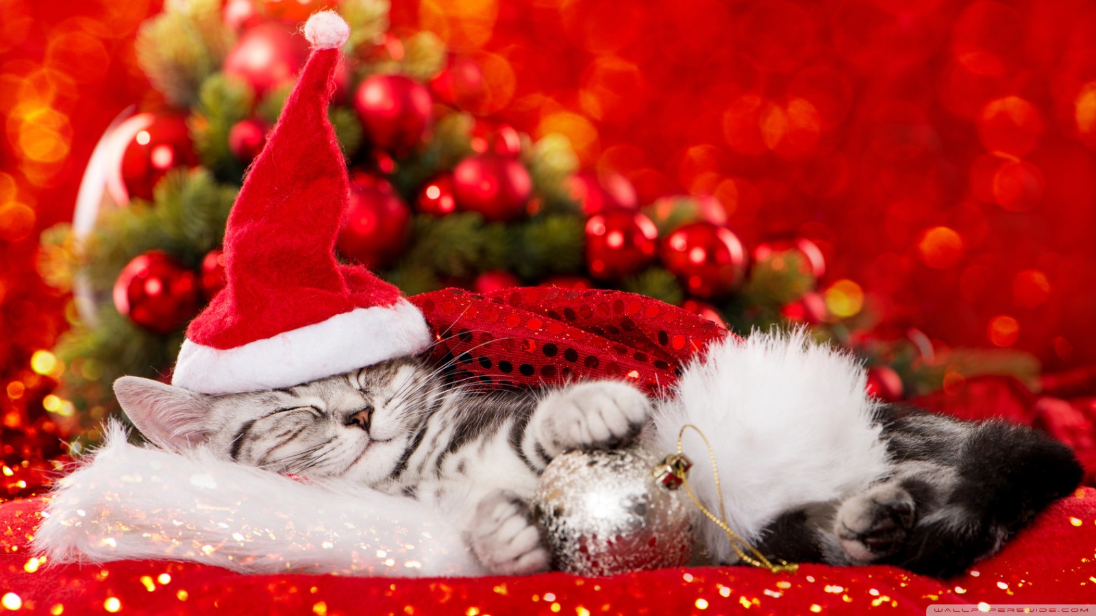 Really cute Christmas kitten Ultra HD Desktop Background Wallpaper for 4K UHD TV, Widescreen & UltraWide Desktop & Laptop, Tablet