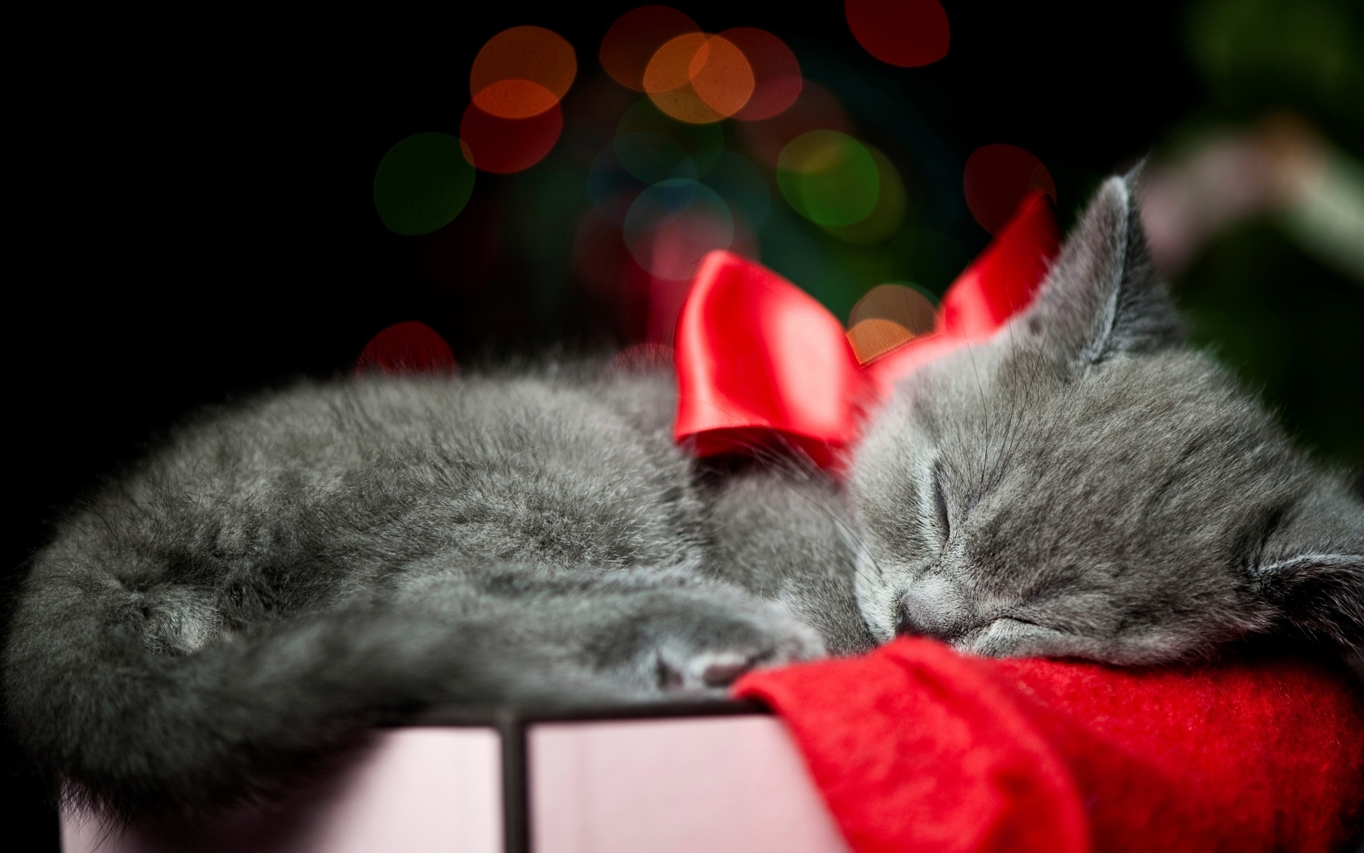 holidays, Christmas, Bow, Red, Animals, Cats, Kittens, Whiskers, Sleep, Cute Wallpaper HD / Desktop and Mobile Background