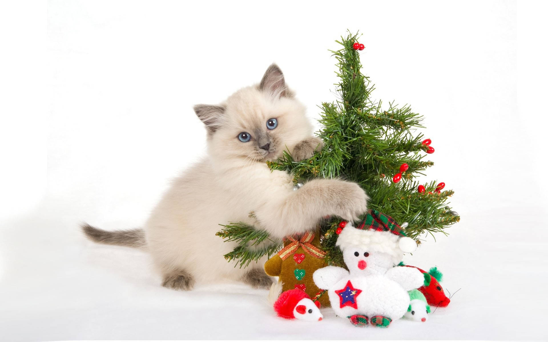 Download Cat Hugging Christmas Tree Funny Christmas Wallpaper