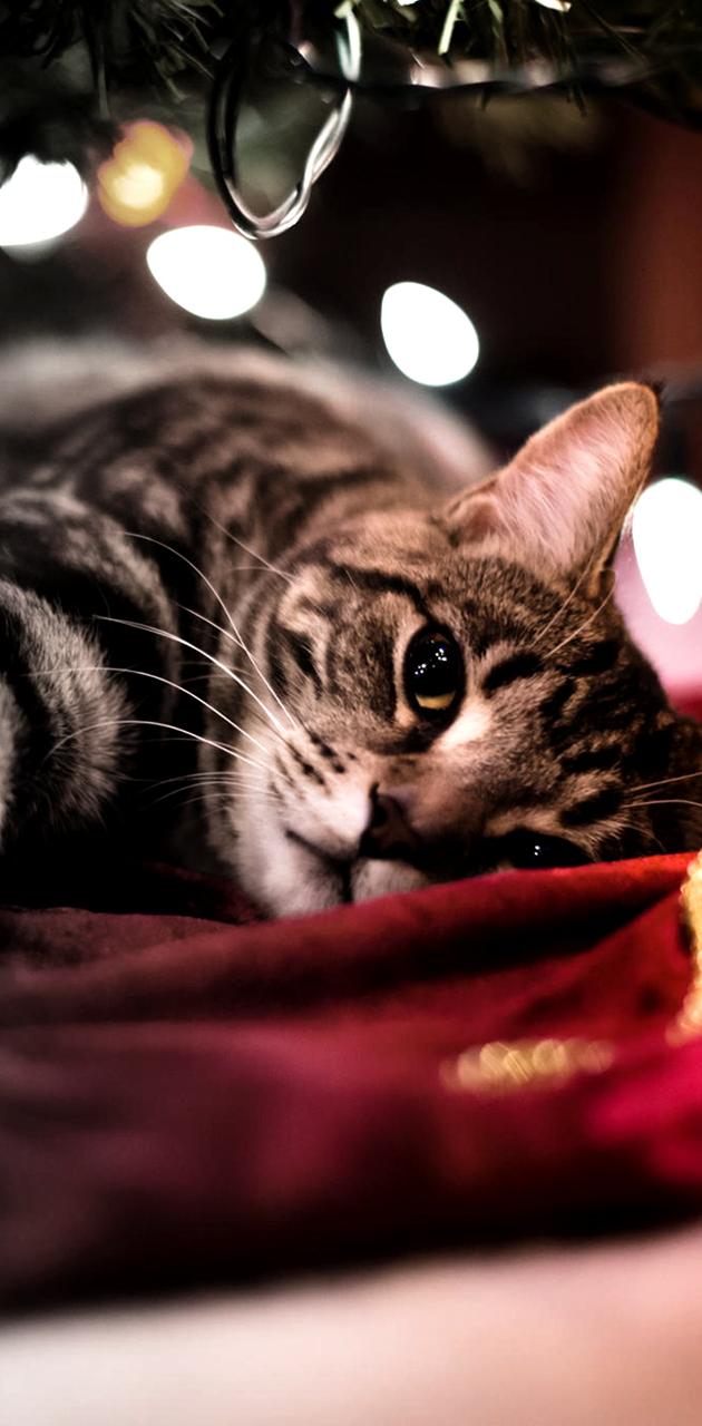 Christmas Cat wallpaper