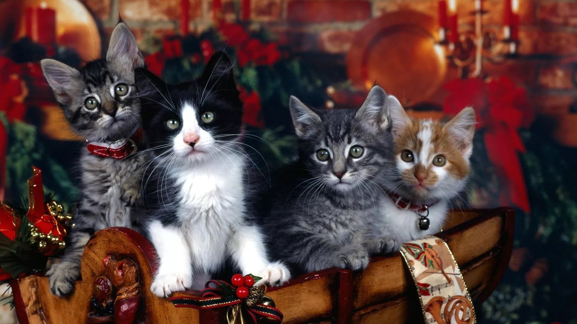 Christmas Cat Wallpaper