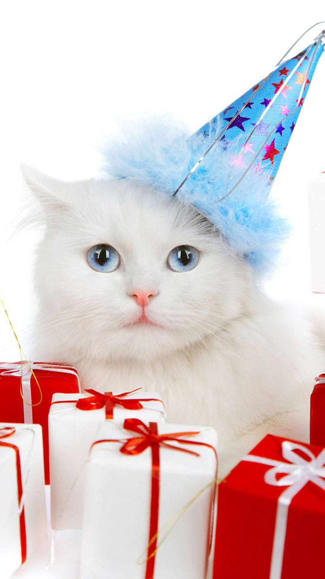 Cat Christmas Android wallpaper HD wallpaper