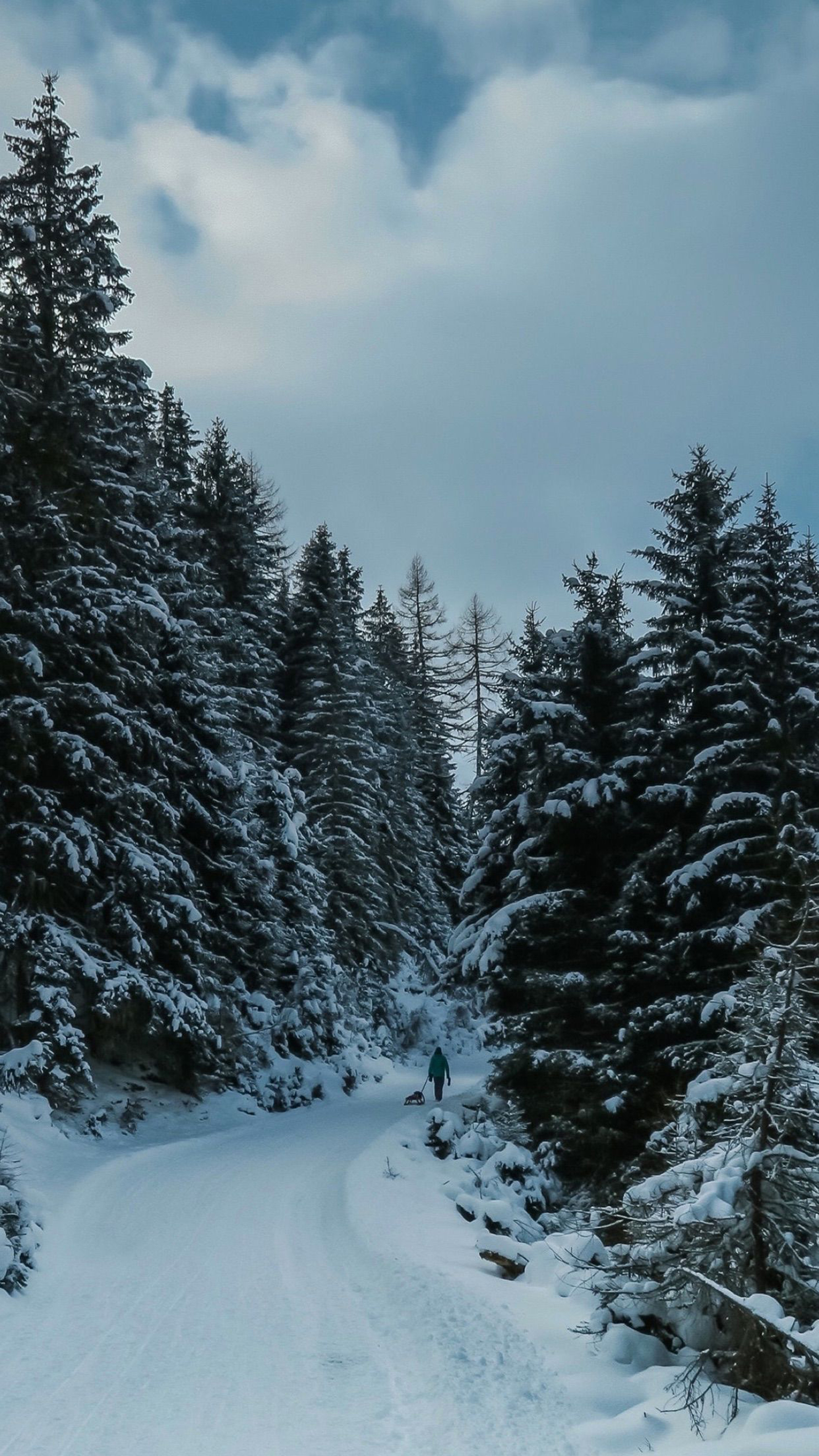 Winter iPhone Wallpaper