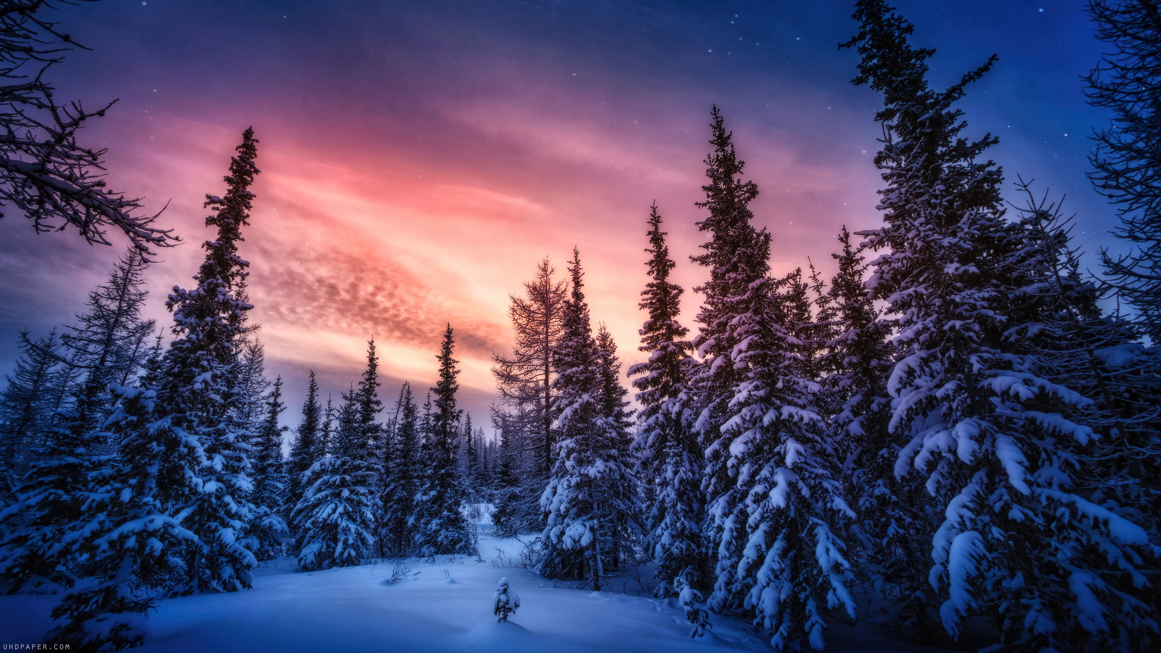 Forest in the winter Wallpaper 4k Ultra HD