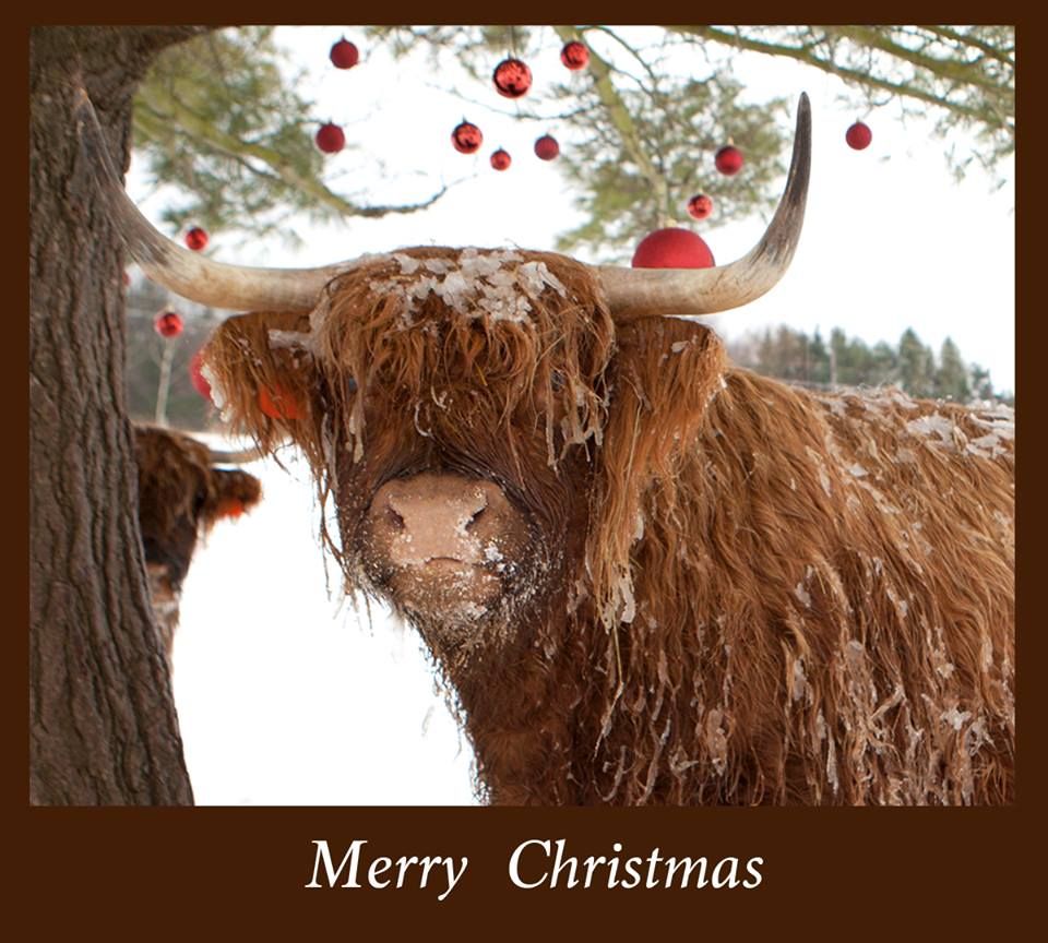 Scottish Highland Cattle posing for our annual Christmas card. Highland cattle, Green orchid, Cattle