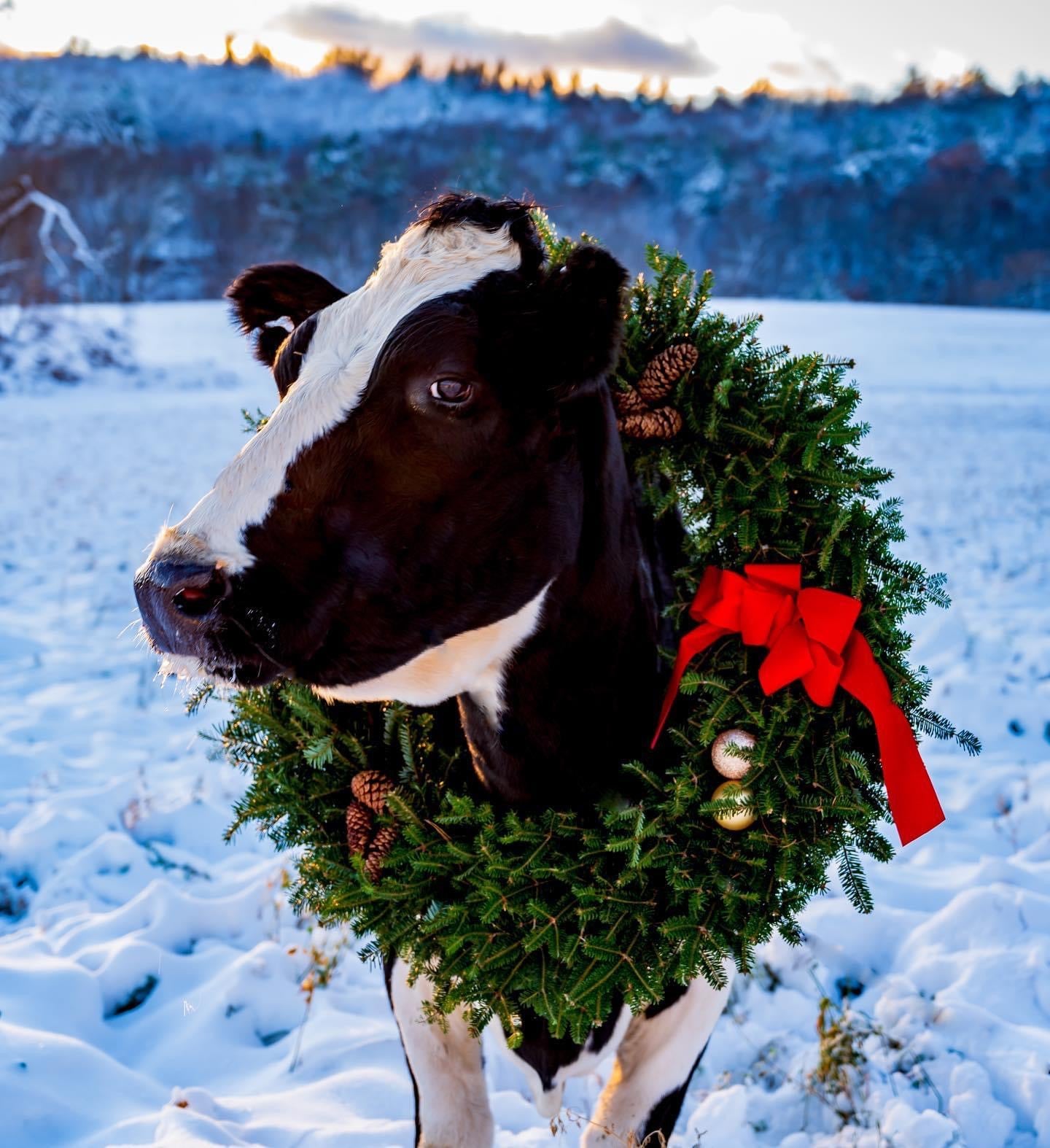 Christmas Wreath