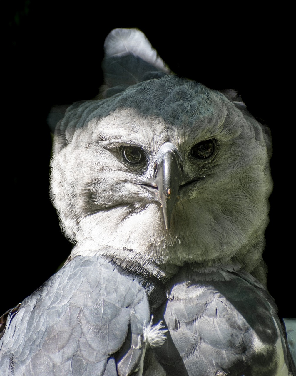 Harpy Eagle Bird