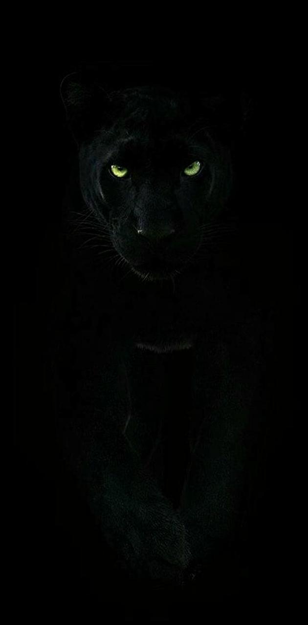 Download Panther wallpapers for mobile phone free Panther HD pictures