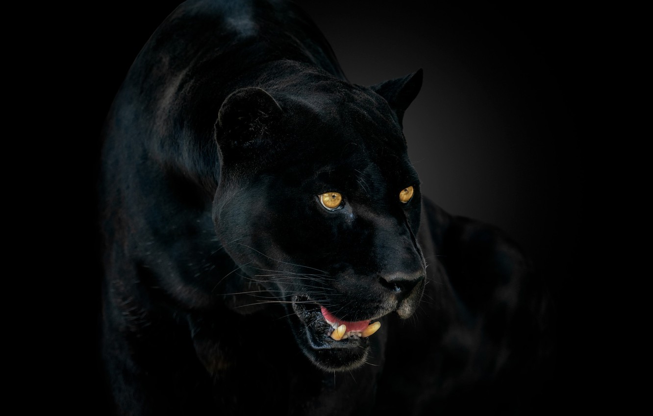 Wallpaper eyes, Panther, fangs, Jaguar, jaguar, eyes, panther, catch image for desktop, section кошки