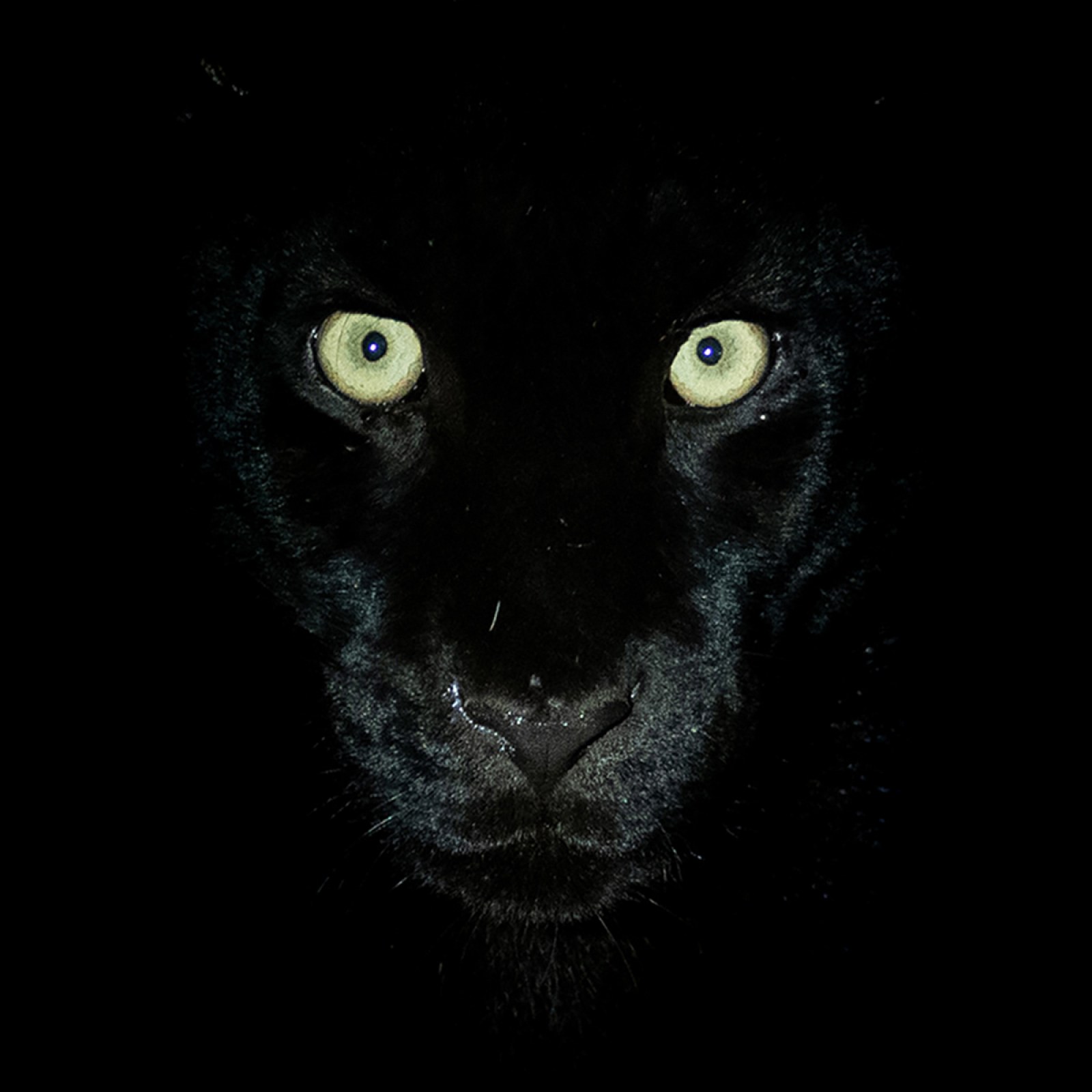 Extraordinary Rare Photo Show Stunning Black Panther in African Wilderness