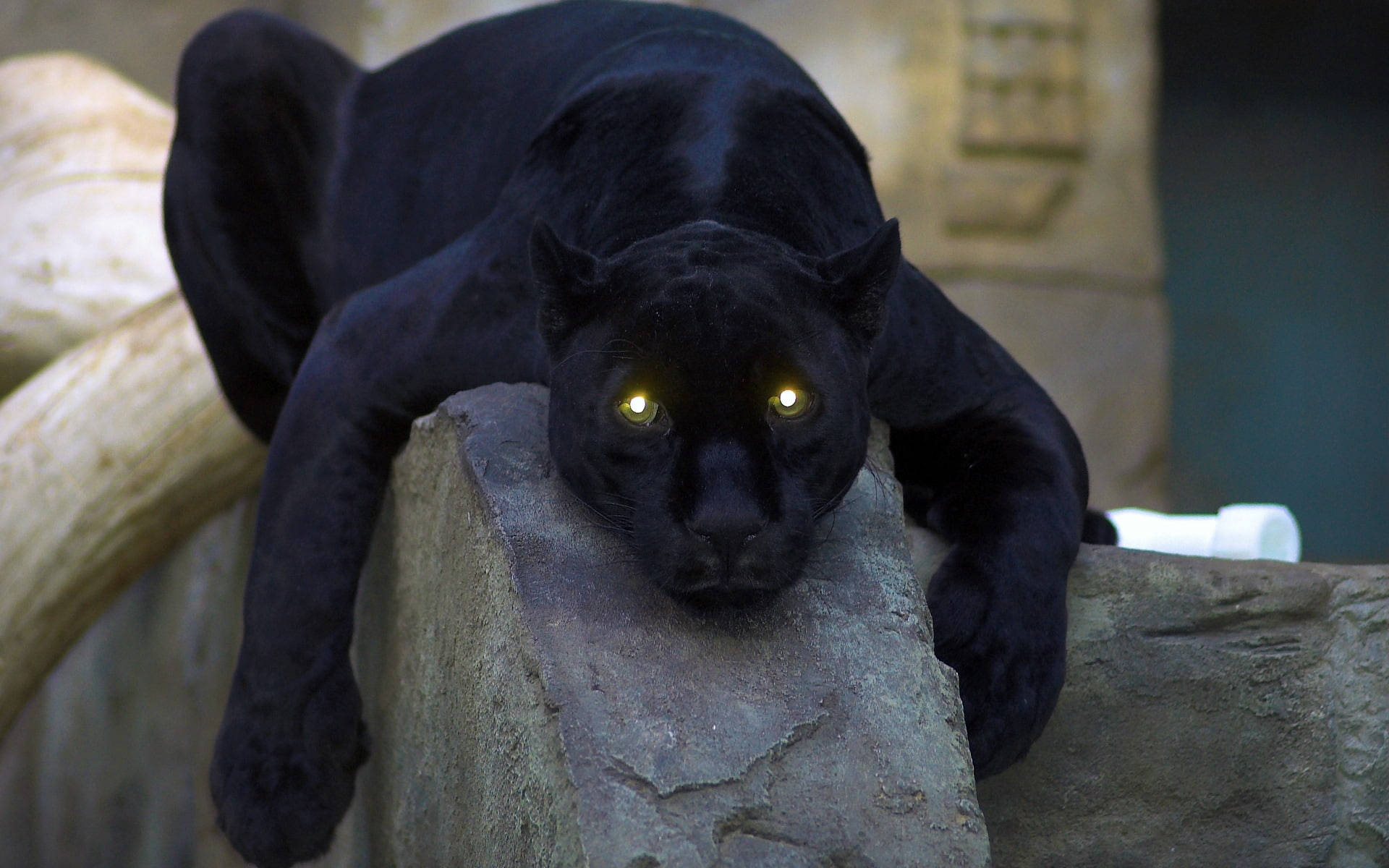 Download Black Panther Animal Glowing Eyes Wallpaper