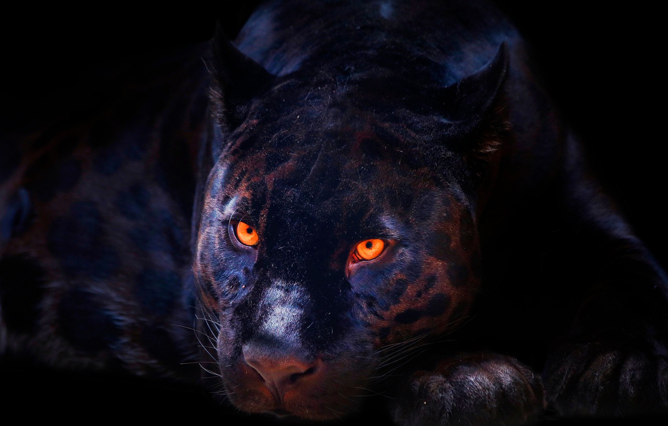 Wallpaper Black, Panther, Eyes, Face, Predator, Wild cat, The dark background, Big cat, Closeup image for desktop, section кошки