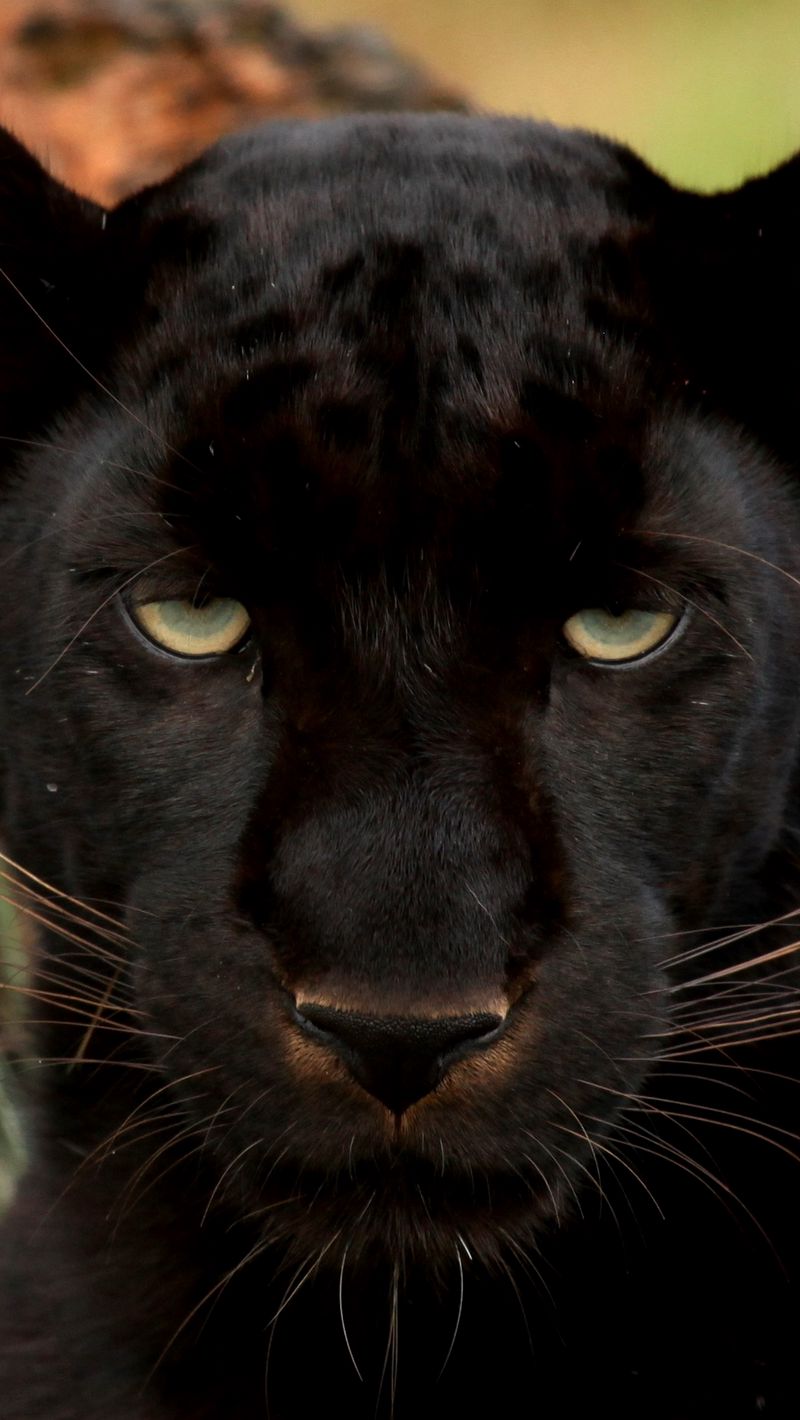 Download Wallpaper 800x1420 Panther, Eyes, Predator, Big Cat, Muzzle Iphone Se 5s 5c 5 For Parallax HD Background