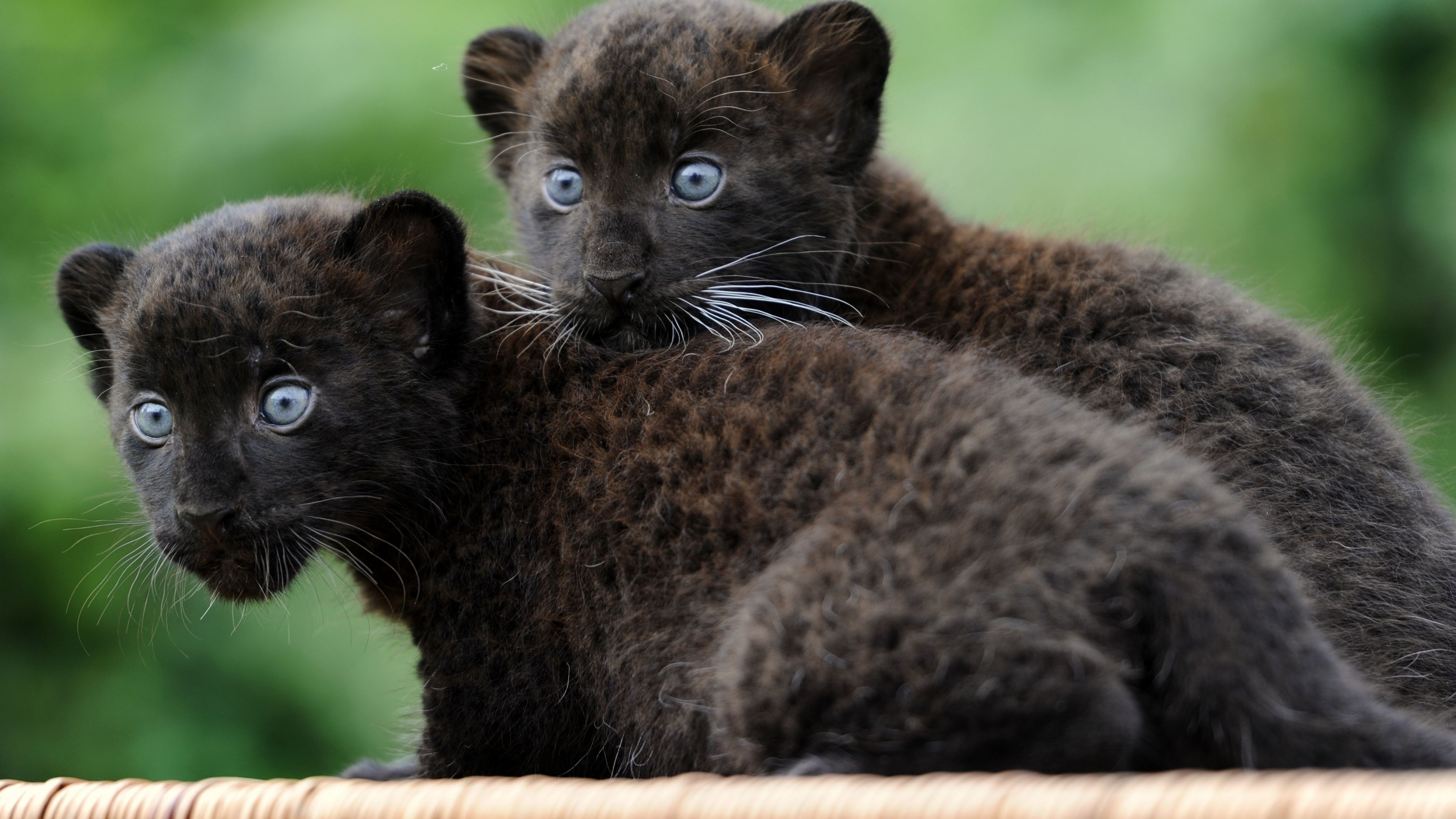 Wallpaper Panther, Cub, Cats, Kittens, black cat, fur, blue eyes, nature, Animals