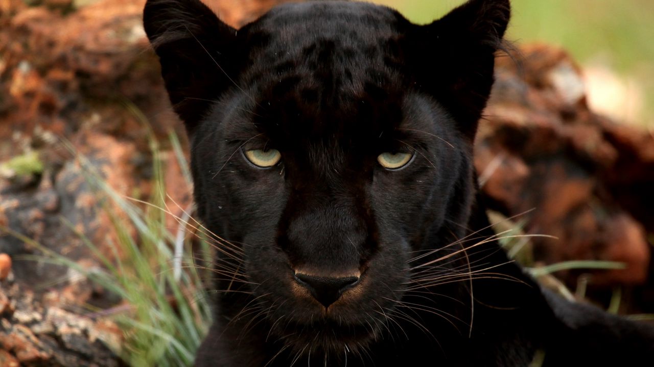 Wallpaper panther, eyes, predator, big cat, muzzle hd, picture, image