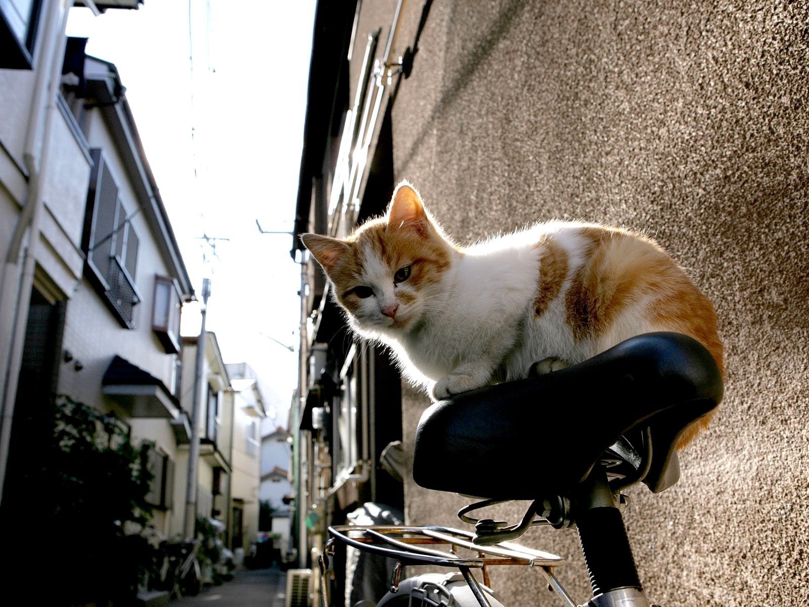 japan cat Wallpaper HD / Desktop and Mobile Background