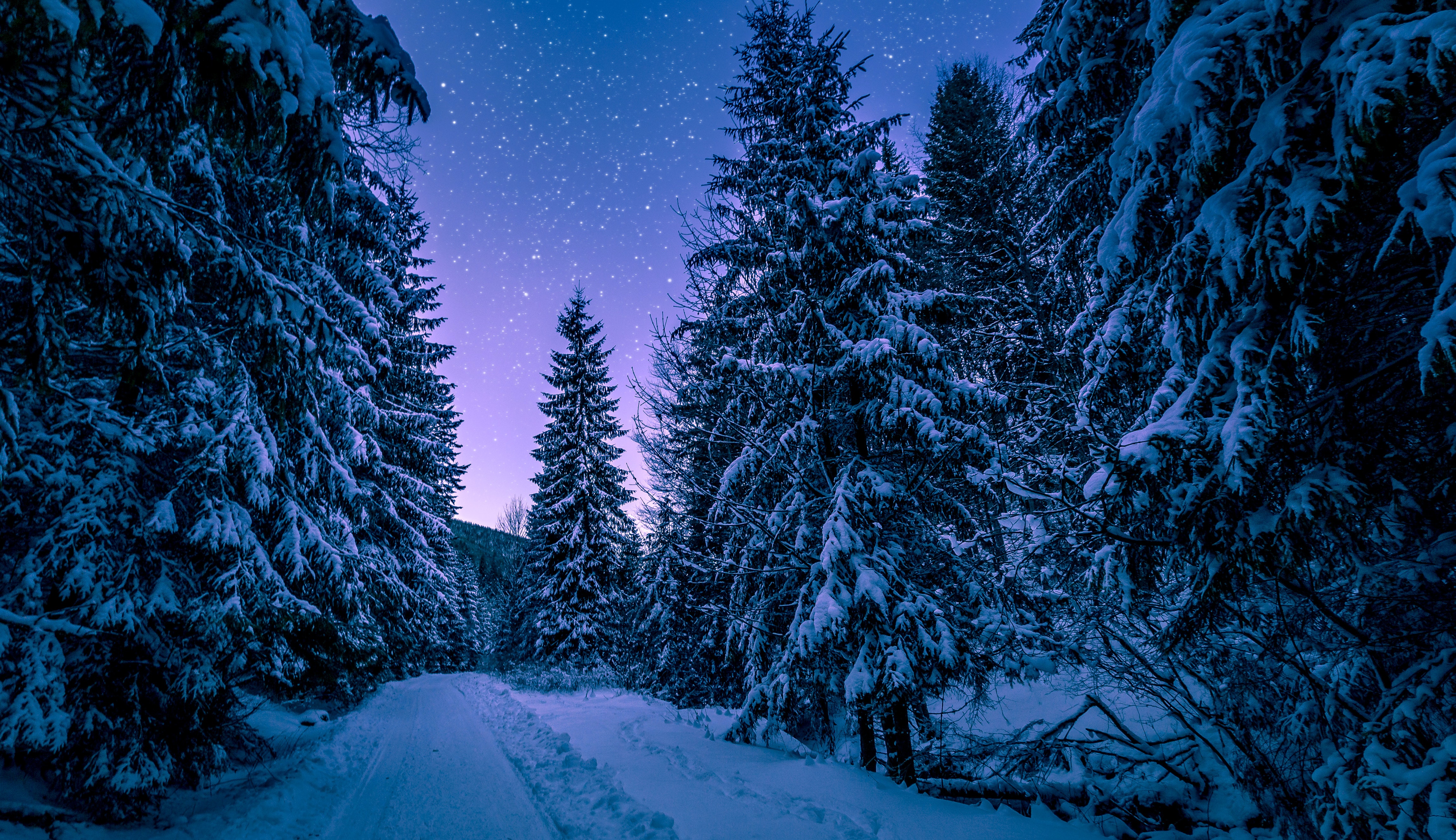Winter Snowy Pine Trees Forest 4K Wallpaper