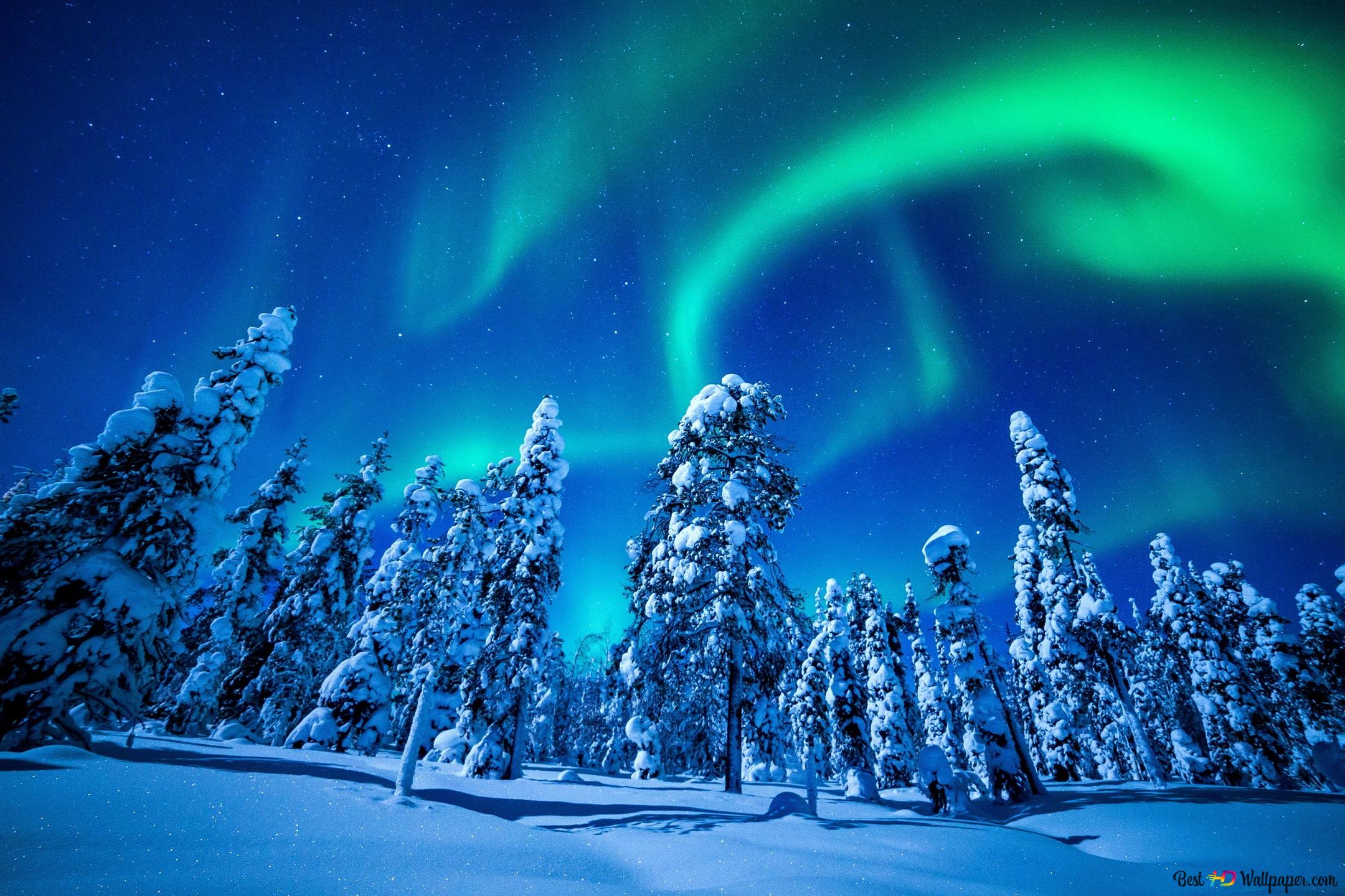 Aurora Borealis over forest 2K wallpaper download