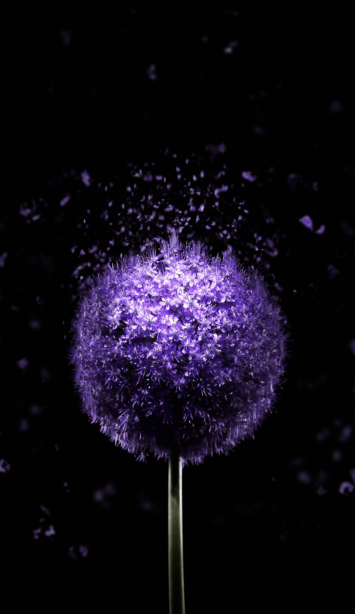 Download Super Amoled Purple Dandelion Wallpaper