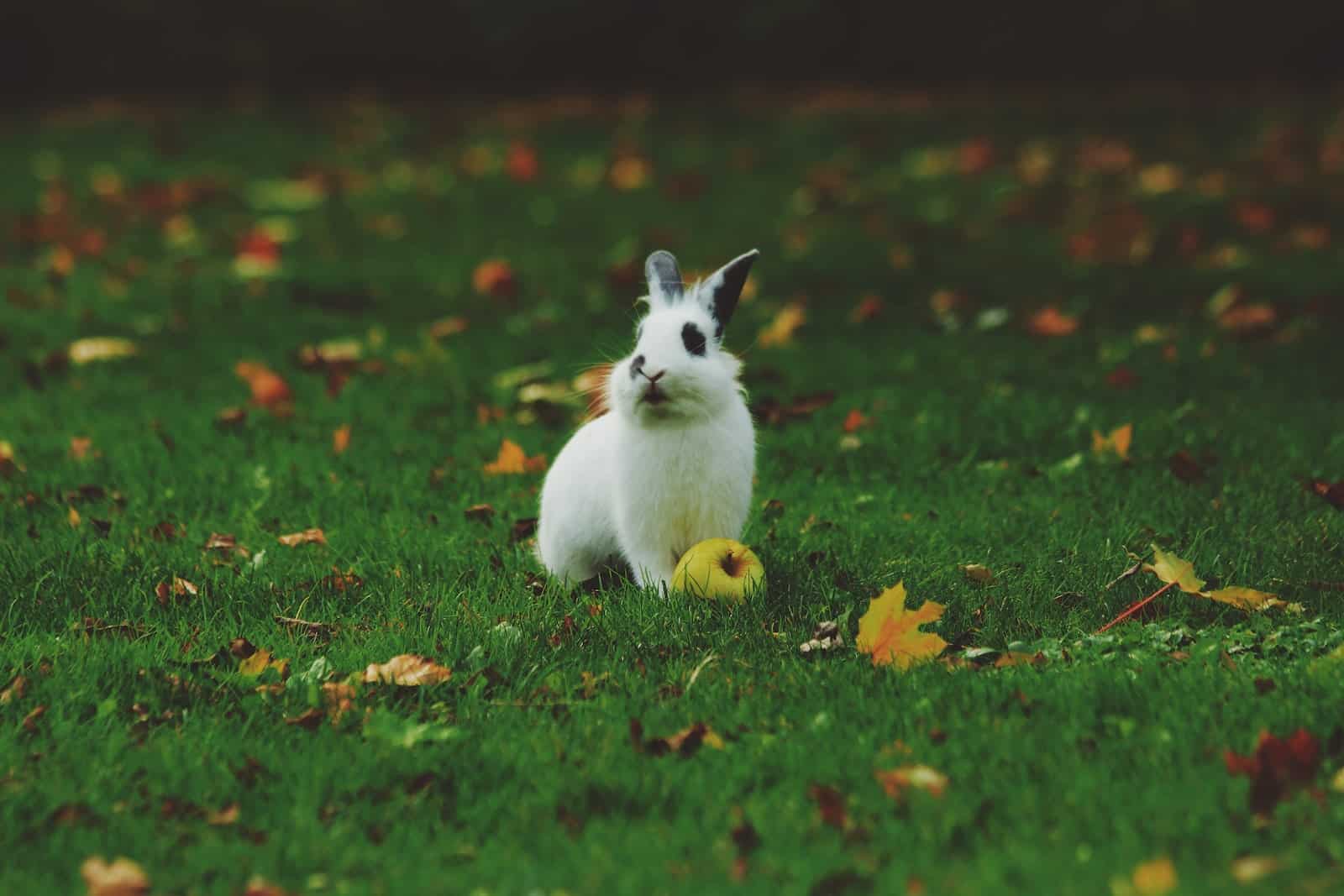 Blanc De Hotot Bunny Wallpapers Wallpaper Cave