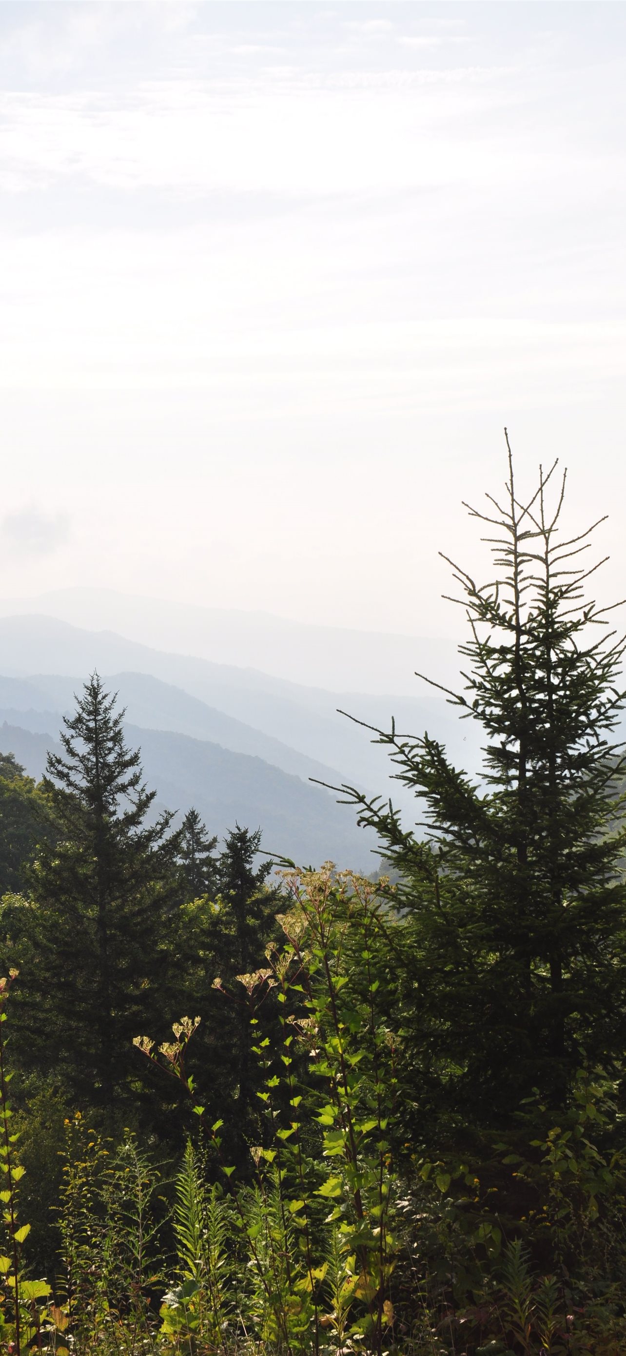 great smoky mountains national park iPhone Wallpaper Free Download