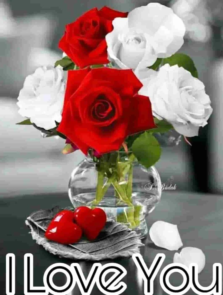 Beautiful I Love You Roses Image Photo Pics Wallpaper Download