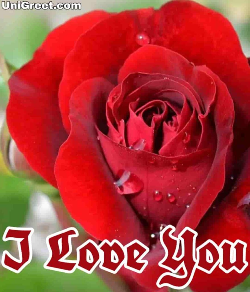 Beautiful I Love You Roses Image Photo Pics Wallpaper Download