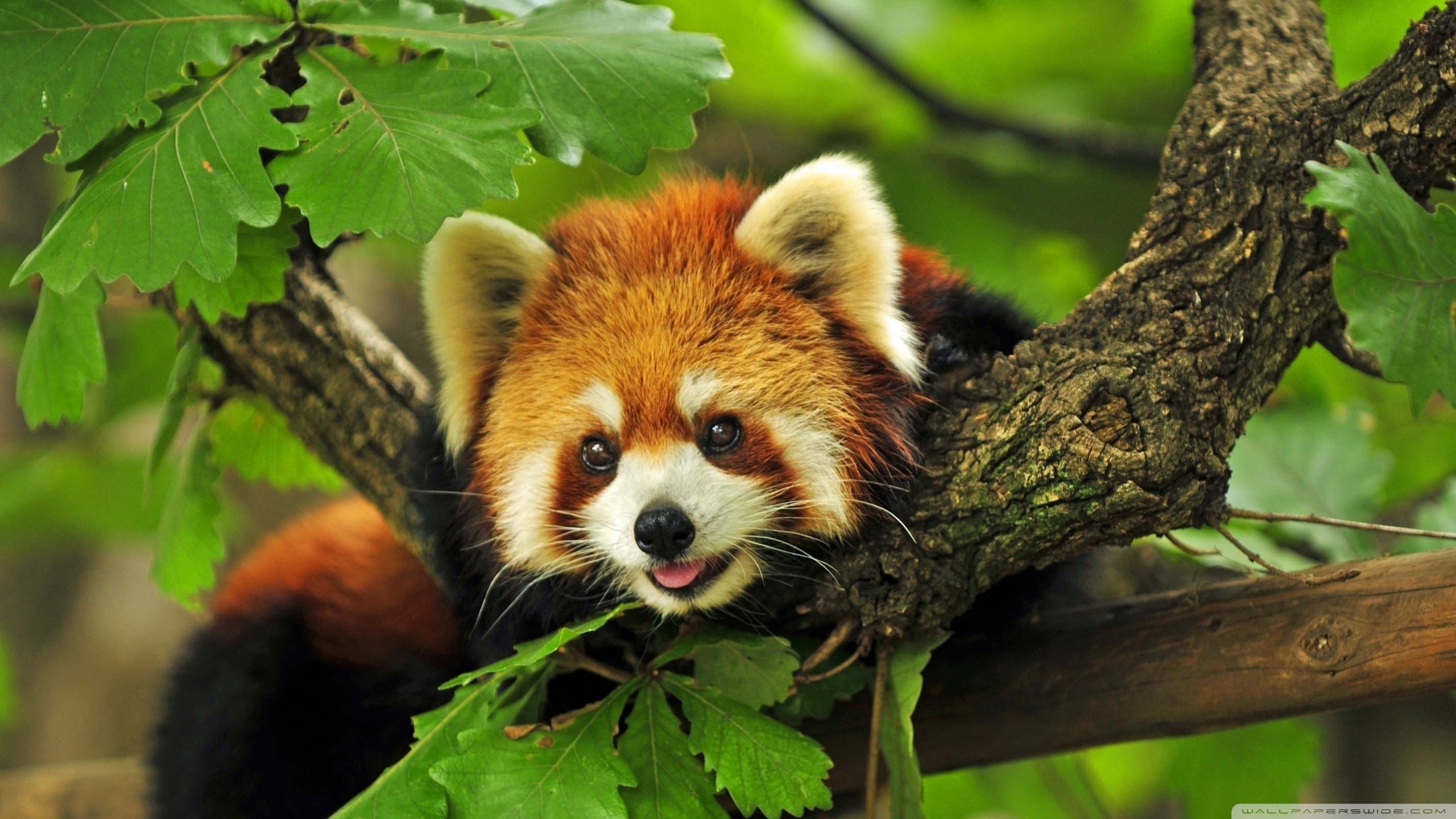 Red Panda Background