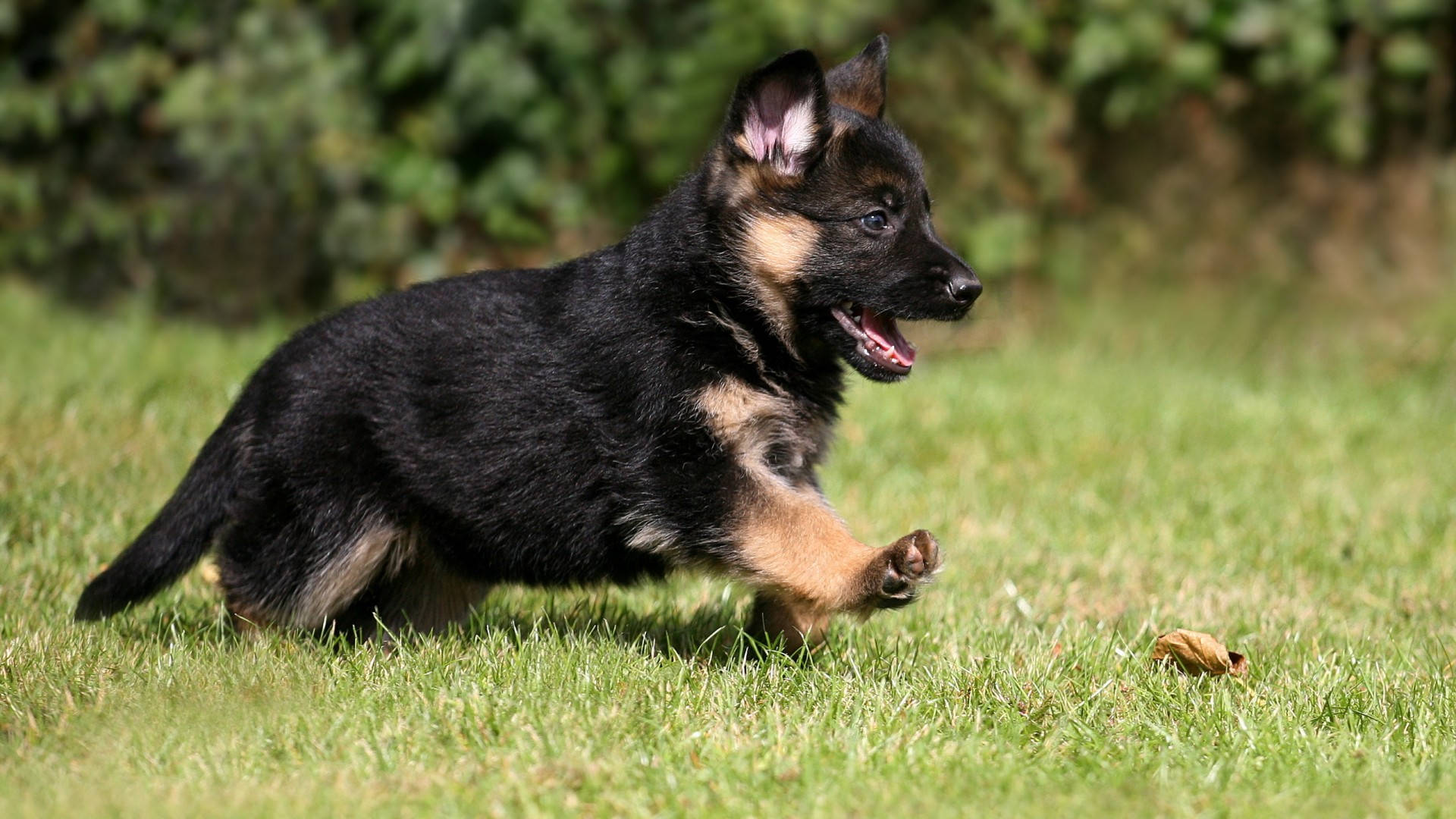 Download Cute German Shepherd Puppy Wallpaper