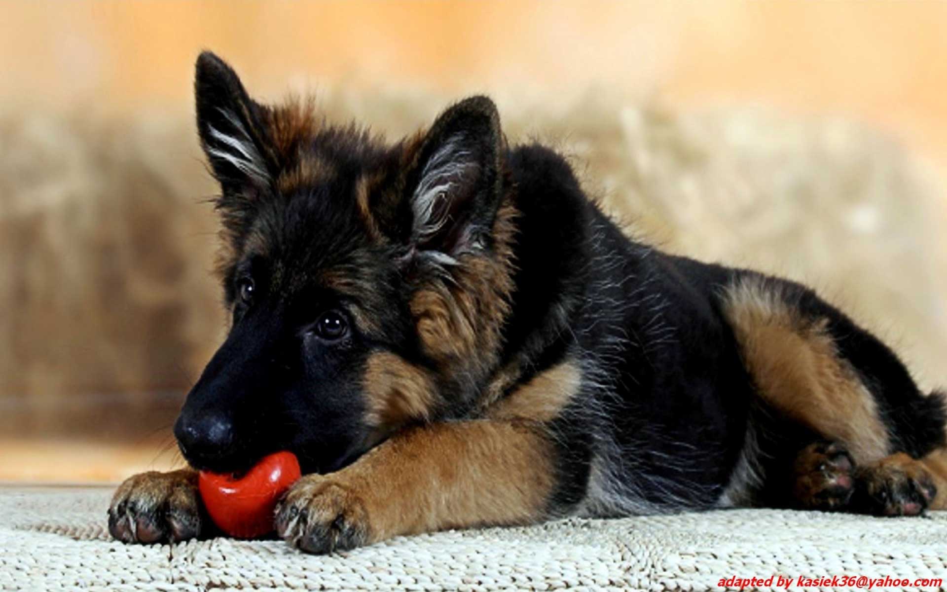 German Shepherd Puppy Wallpaper Free German Shepherd Puppy Background