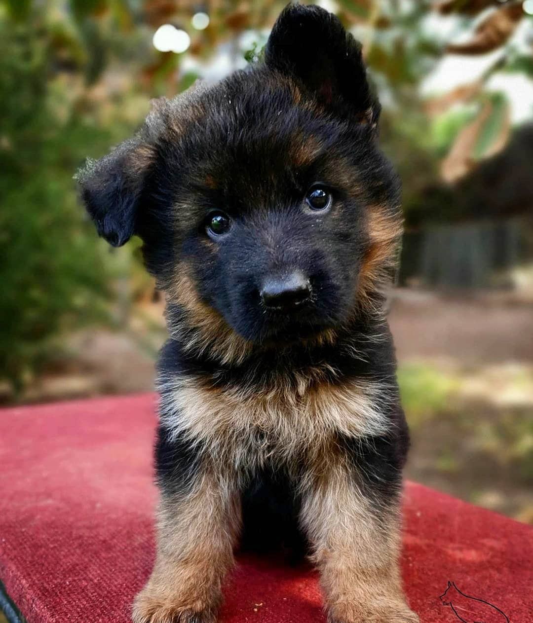 Shepherds Forever on Instagram: “Look at this tiny beauty