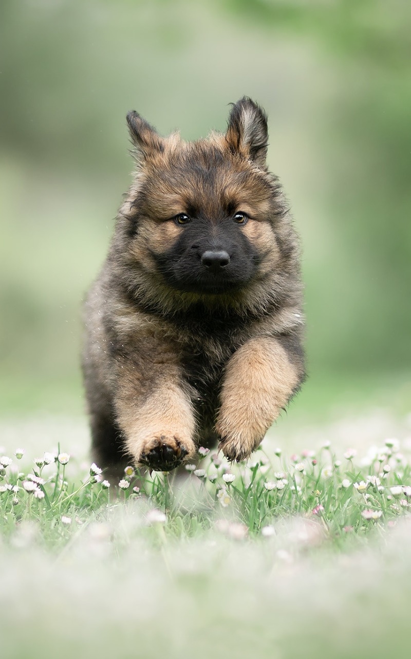 Wallpaper / Animal German Shepherd Phone Wallpaper, Baby Animal, Puppy, Dog, 800x1280 free download