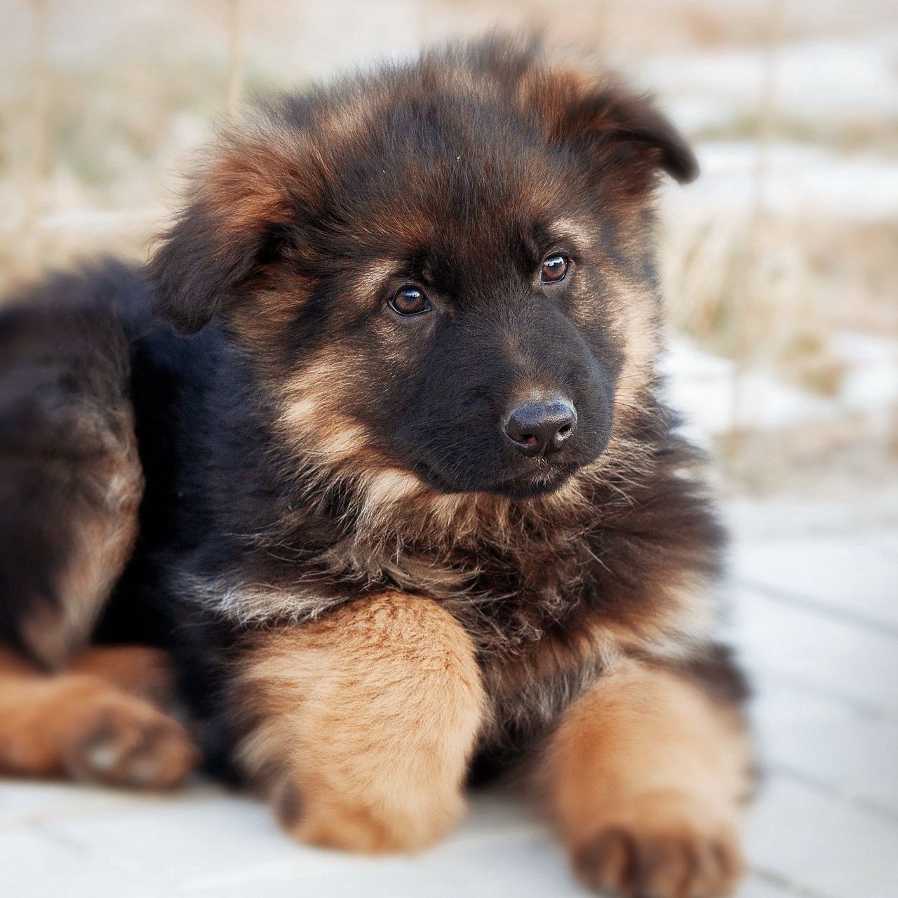 Download wallpaper 1280x1280 german shepherd, dog, puppy, cute ipad, ipad ipad mini for parallax HD background