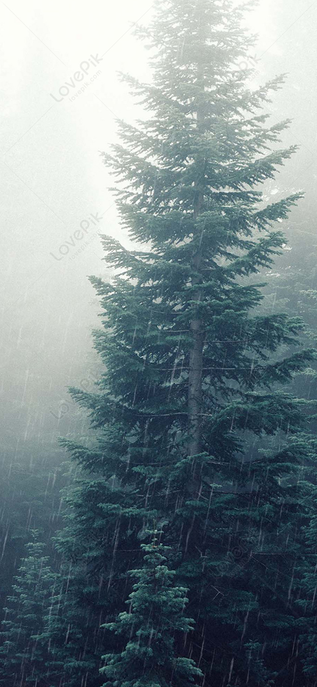 Rainy Day Forest Mobile Phone Wallpaper Image Free Download