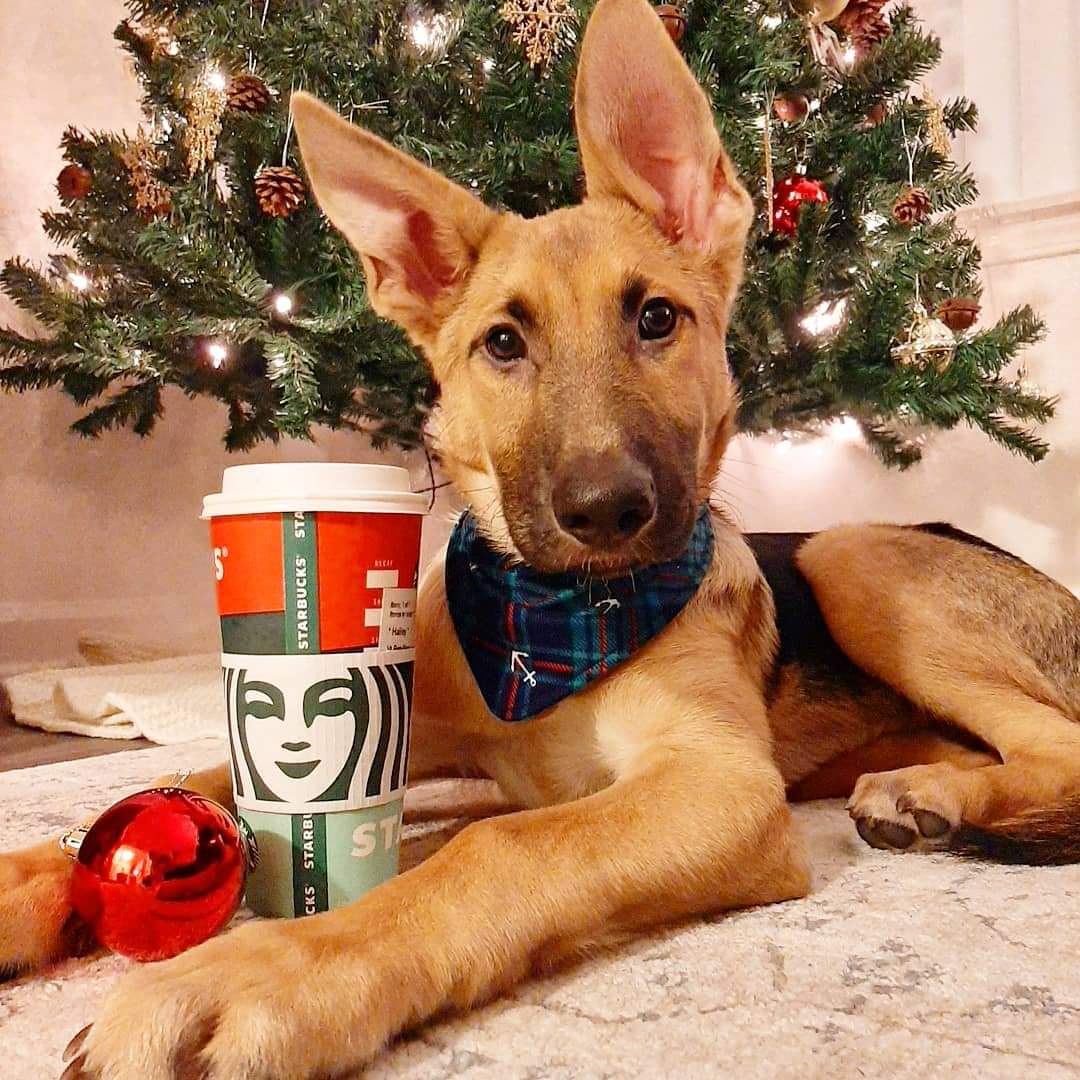 Pets of Starbucks