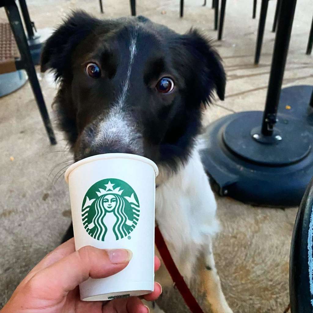 What Is A Starbucks Puppuccino? Is It