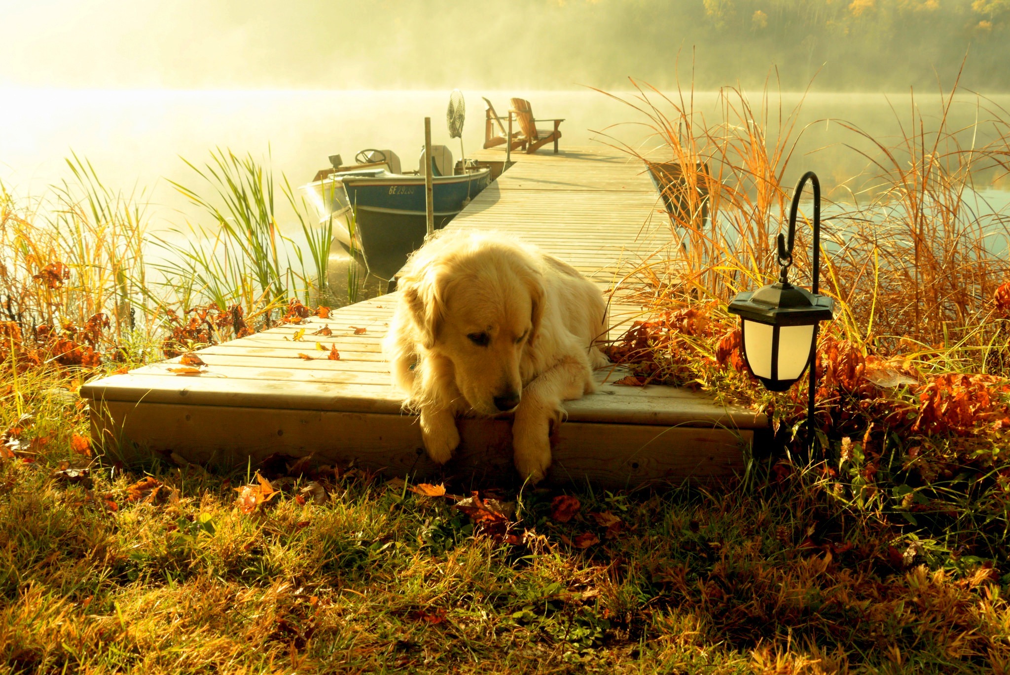 Golden Retriever HD Wallpaper