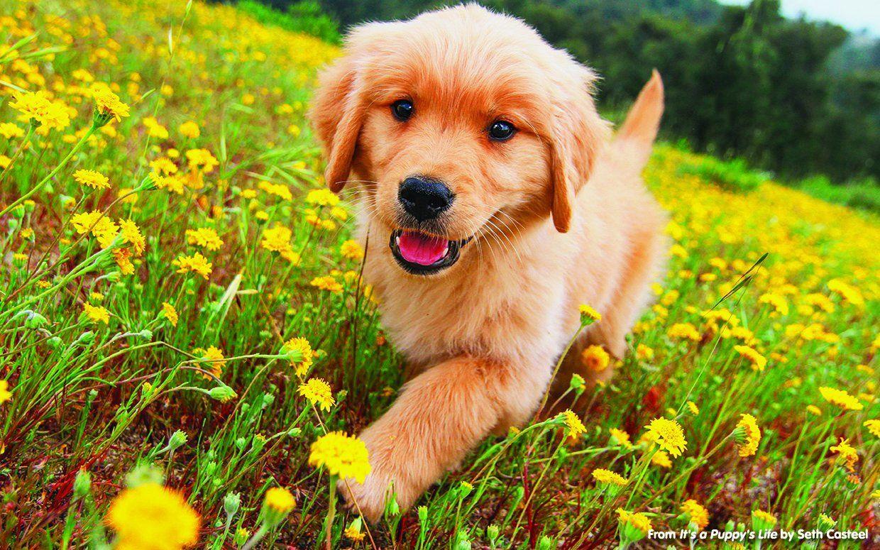 Golden Retriever Summer Wallpaper Free Golden Retriever Summer Background