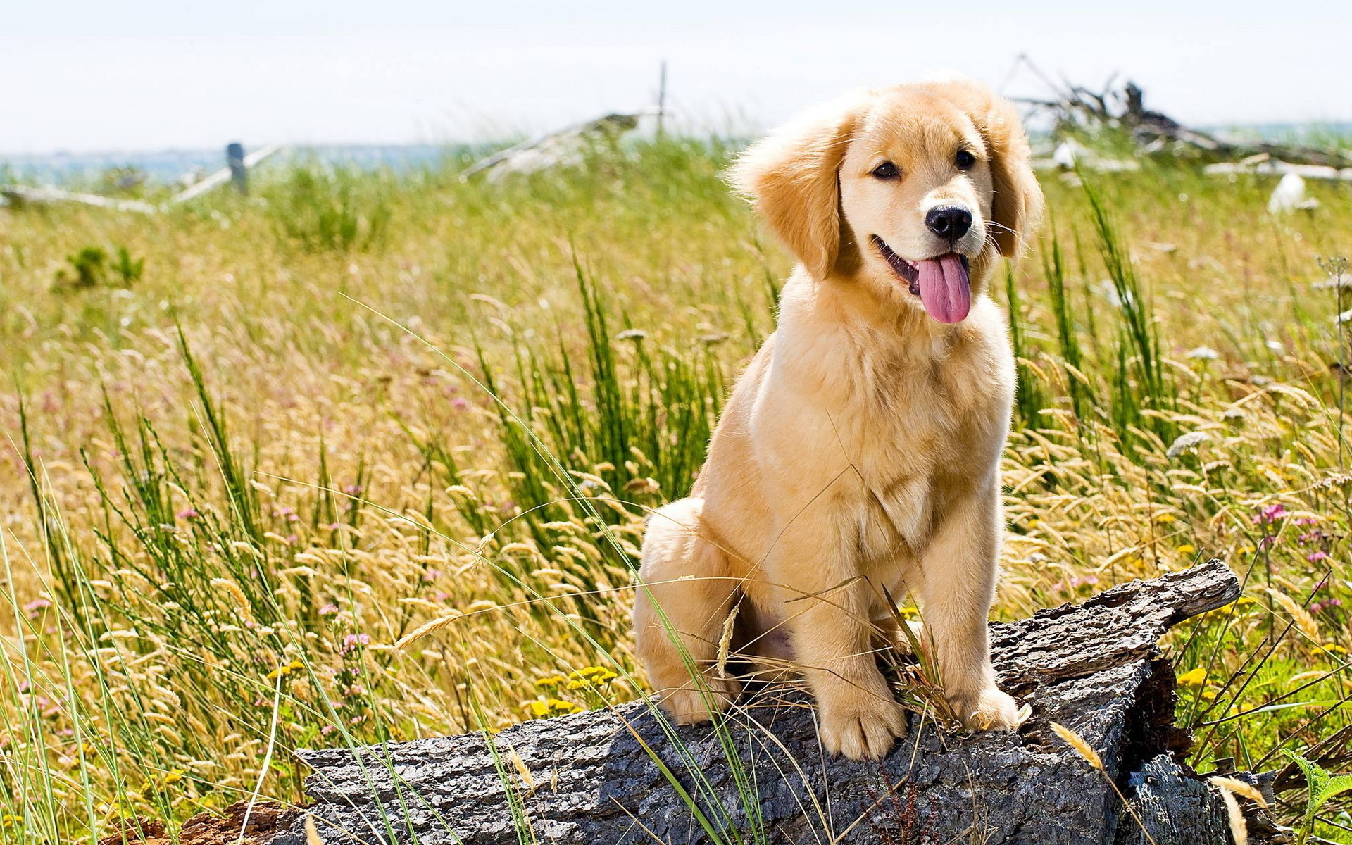Download wallpaper labrador, puppy, lawn, retriever, small labrador, pets, summer, cute animals, labradors, golden retriever for desktop with resolution 1920x1200. High Quality HD picture wallpaper