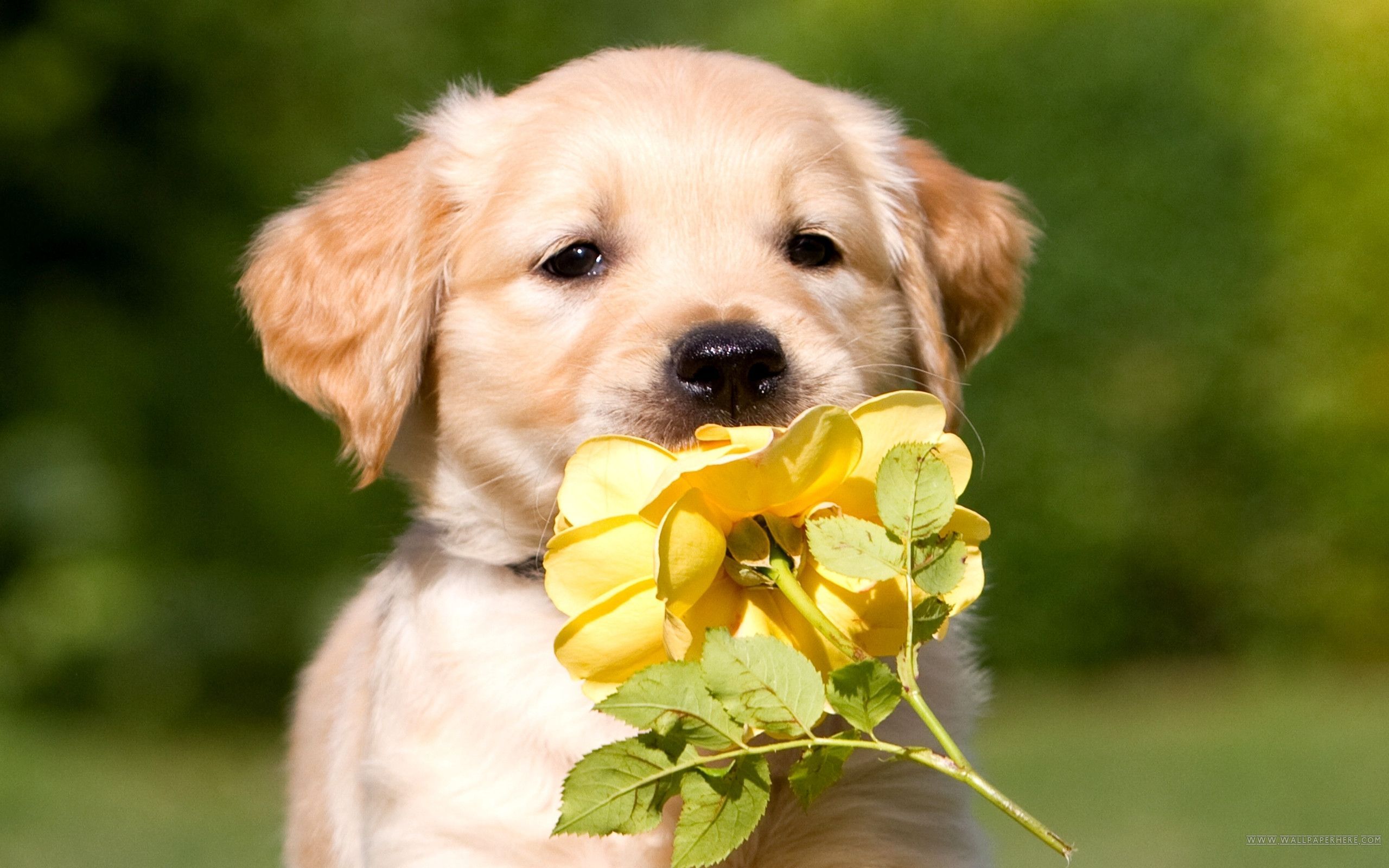 Flowers and Puppies Wallpaper