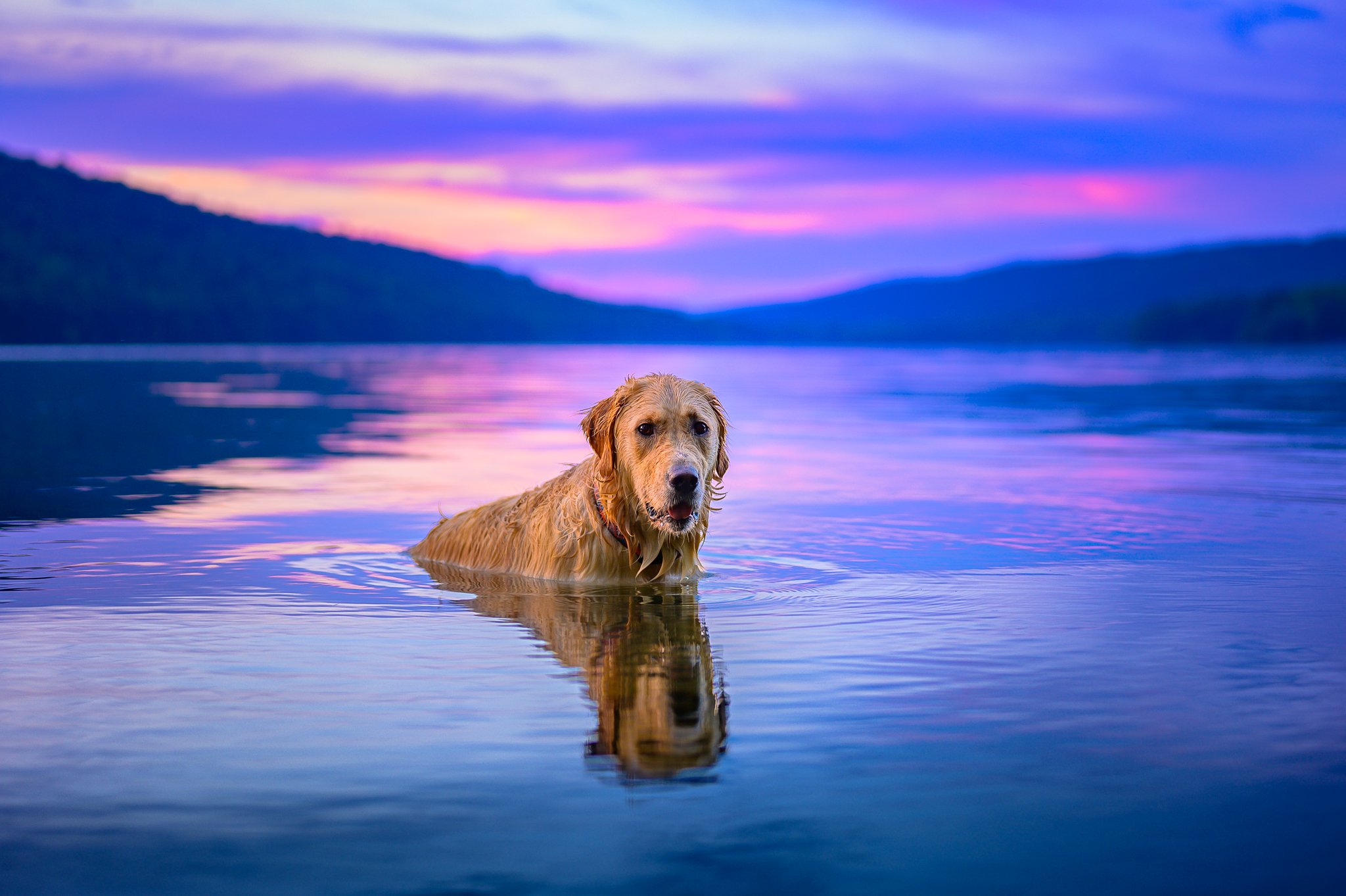 NikonUSA's the best way to cool off this summer? Golden retriever Cleo clearly knows best! This month, we're challenging you to share your most adorable #dogphotography
