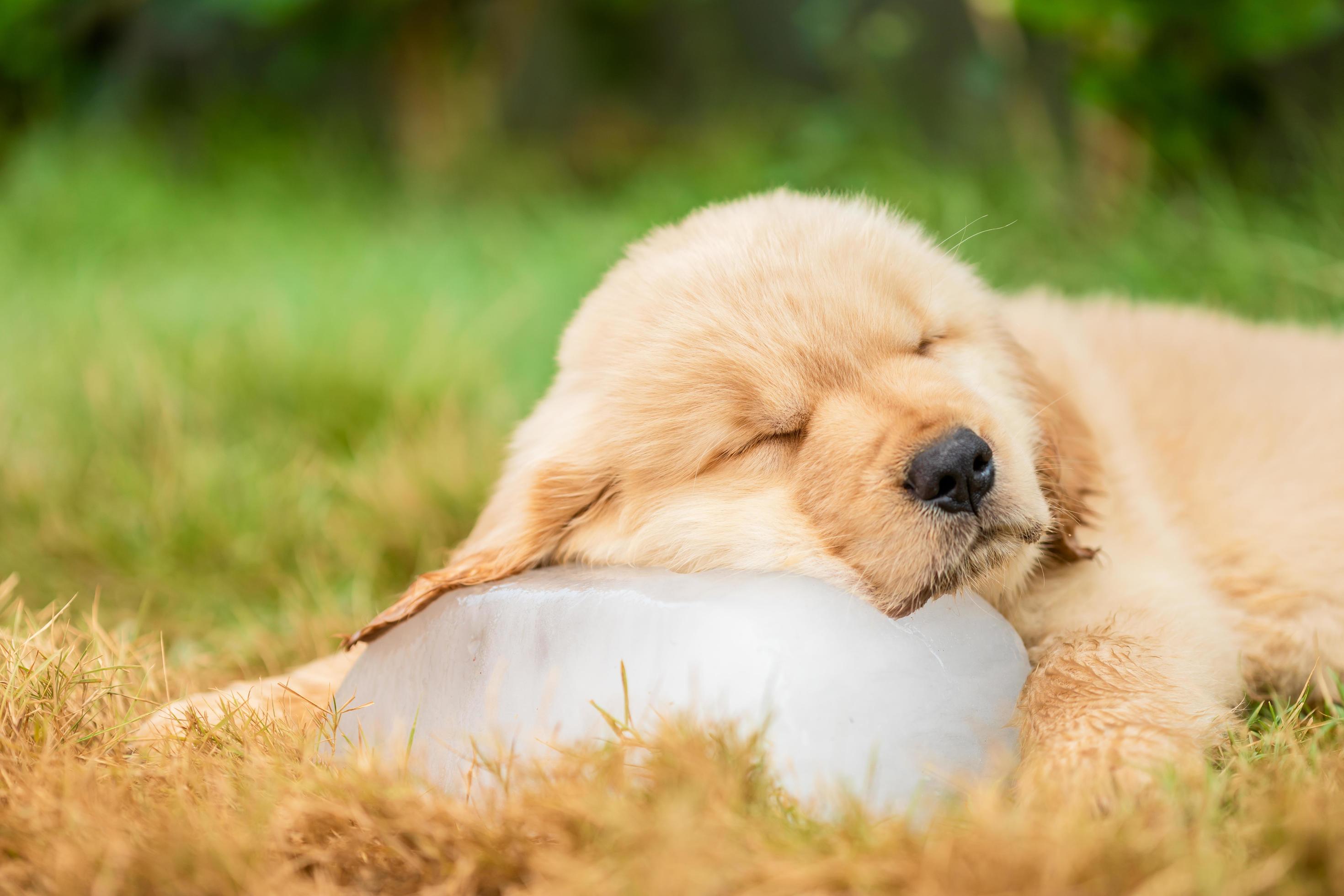 Cute puppy Golden Retriever sleeping on the ice cube in the garden. Animal in summer season concept