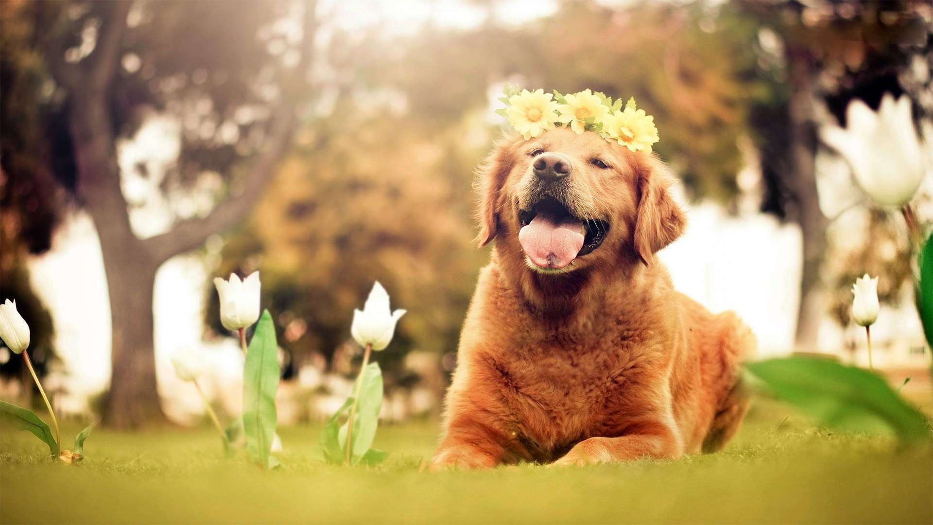 dog, Animals, Nature, Tulips, Flowers, Open Mouth, Golden Retrievers Wallpaper HD / Desktop and Mobile Background