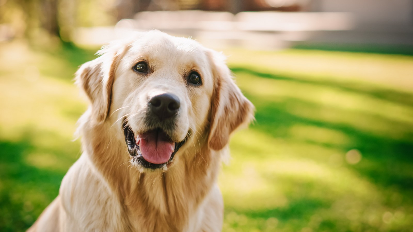 Golden Retriever In Summer Wallpapers - Wallpaper Cave